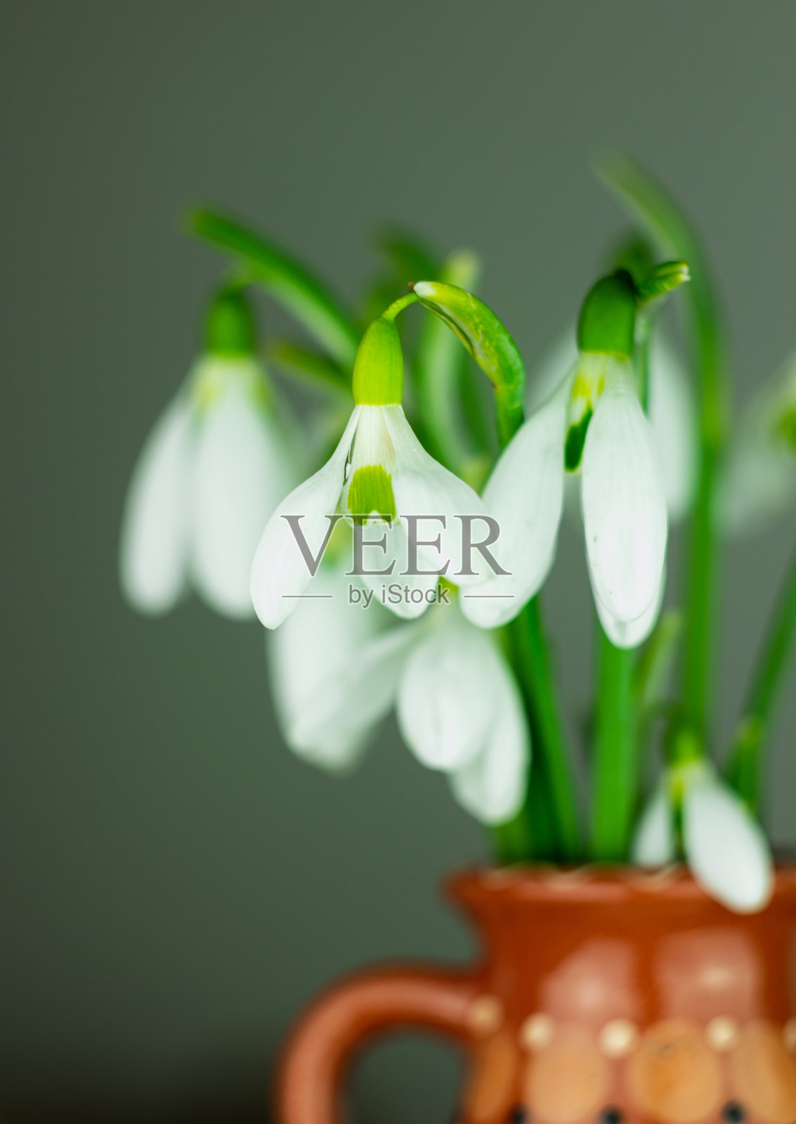 美丽的白色花，雪花莲或花兰花束在花瓶特写的黑色背景。暗色调的花卉墙纸。照片摄影图片