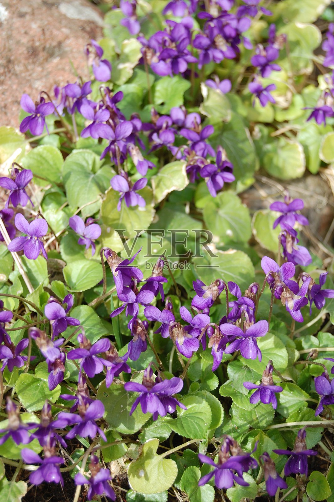 近距离看一束紫罗兰花。照片摄影图片