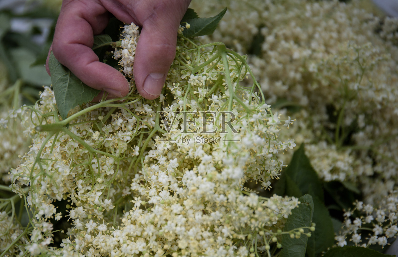 园丁的手正在搅动黑接骨木的花朵。健康药用植物。富含抗氧化剂，有效抑制病毒传播照片摄影图片