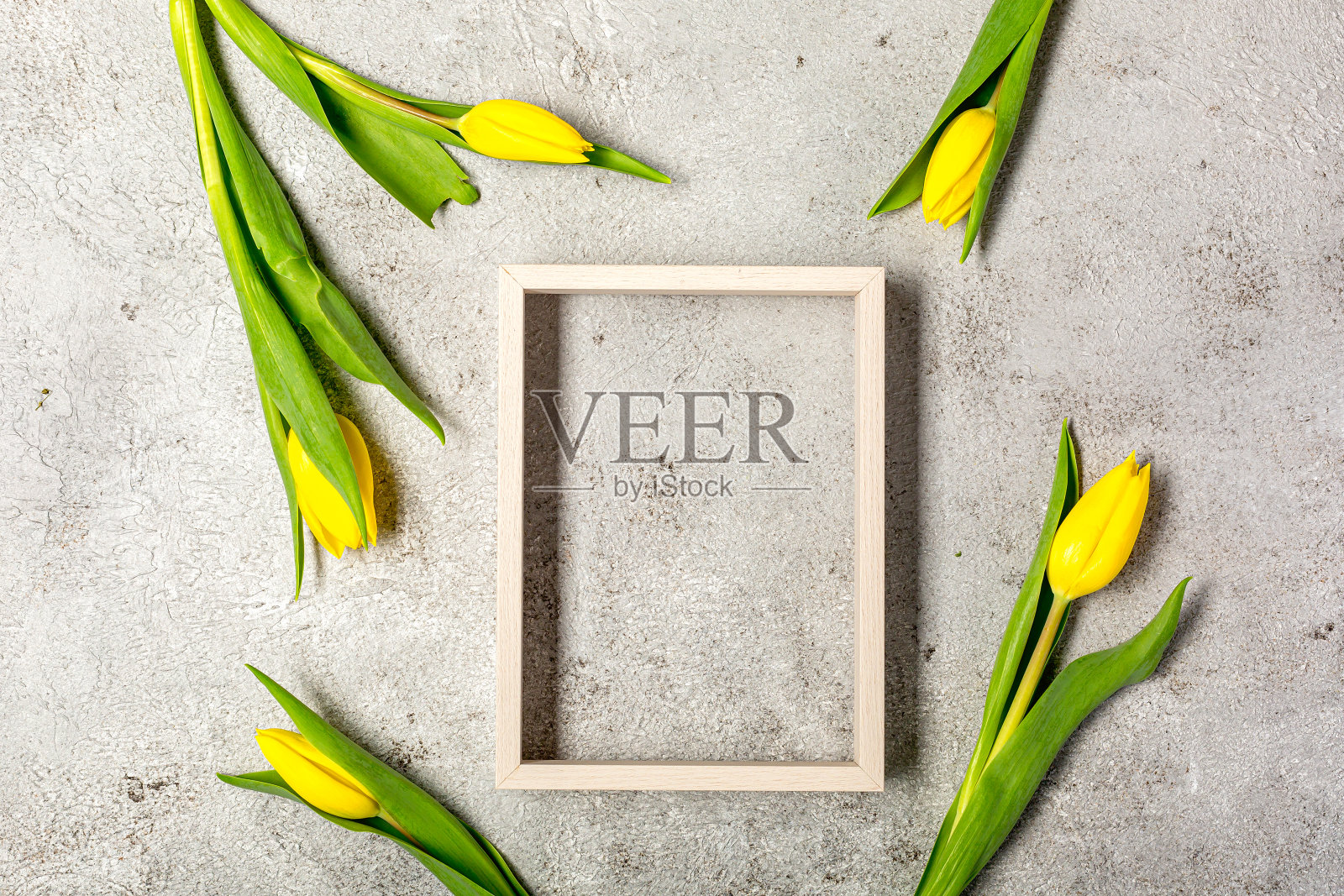 灰色的墙壁上开着鲜艳的黄色郁金香花照片摄影图片