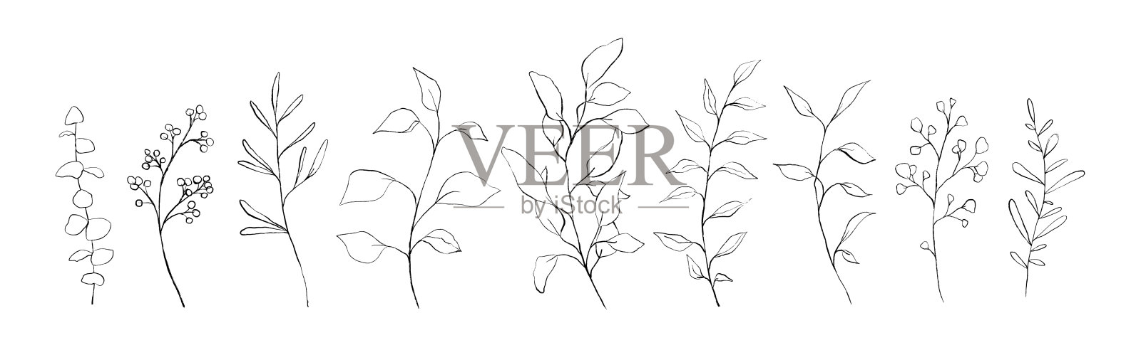 集植物线艺花叶、植物。手绘素描分支孤立的白色背景。矢量图插画图片素材