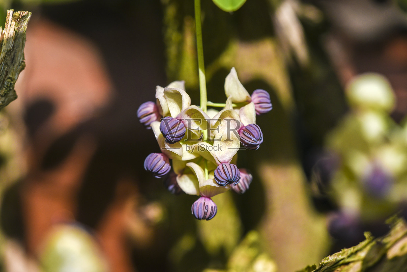 花园中盛开的木通花。照片摄影图片