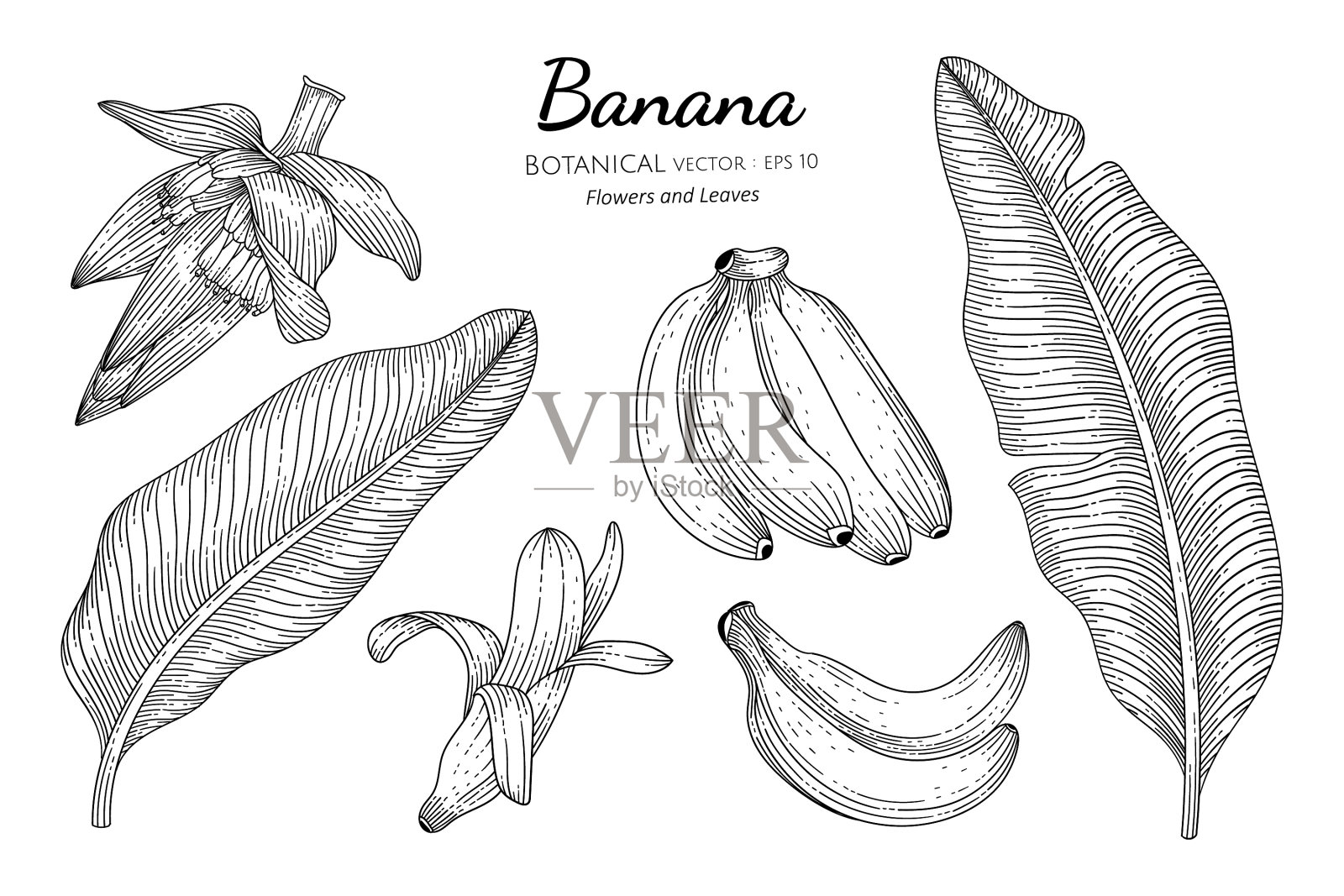 香蕉果和叶手绘植物用设计元素图片