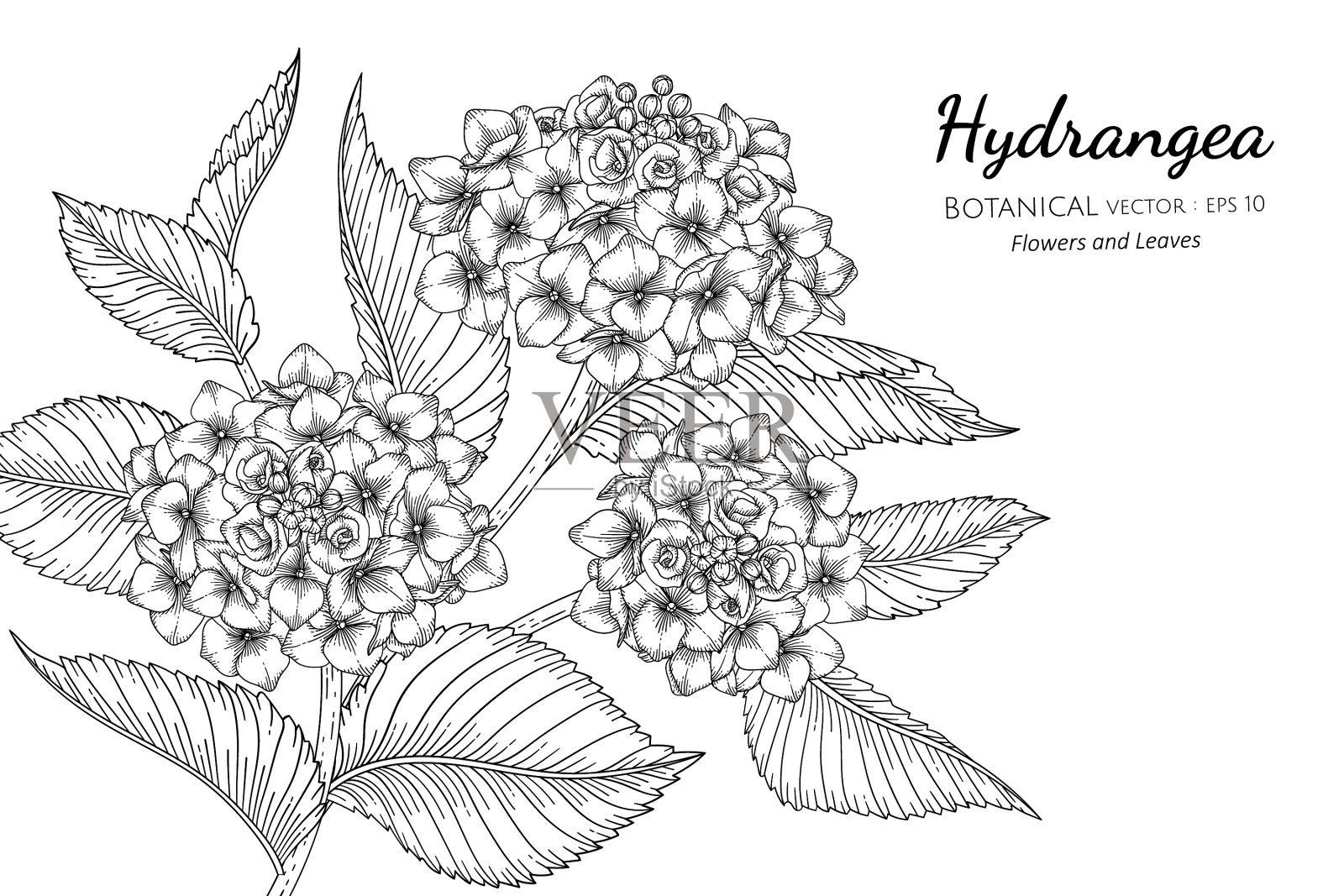 绣球花和叶子手绘植物设计元素图片