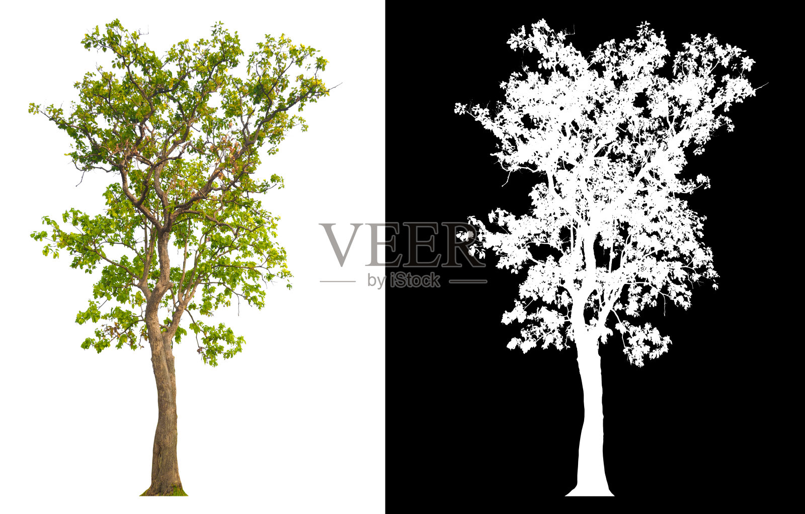 树在白色背景与剪切路径照片摄影图片