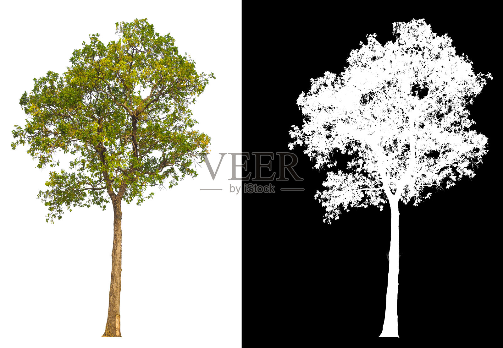 树在白色背景与剪切路径照片摄影图片