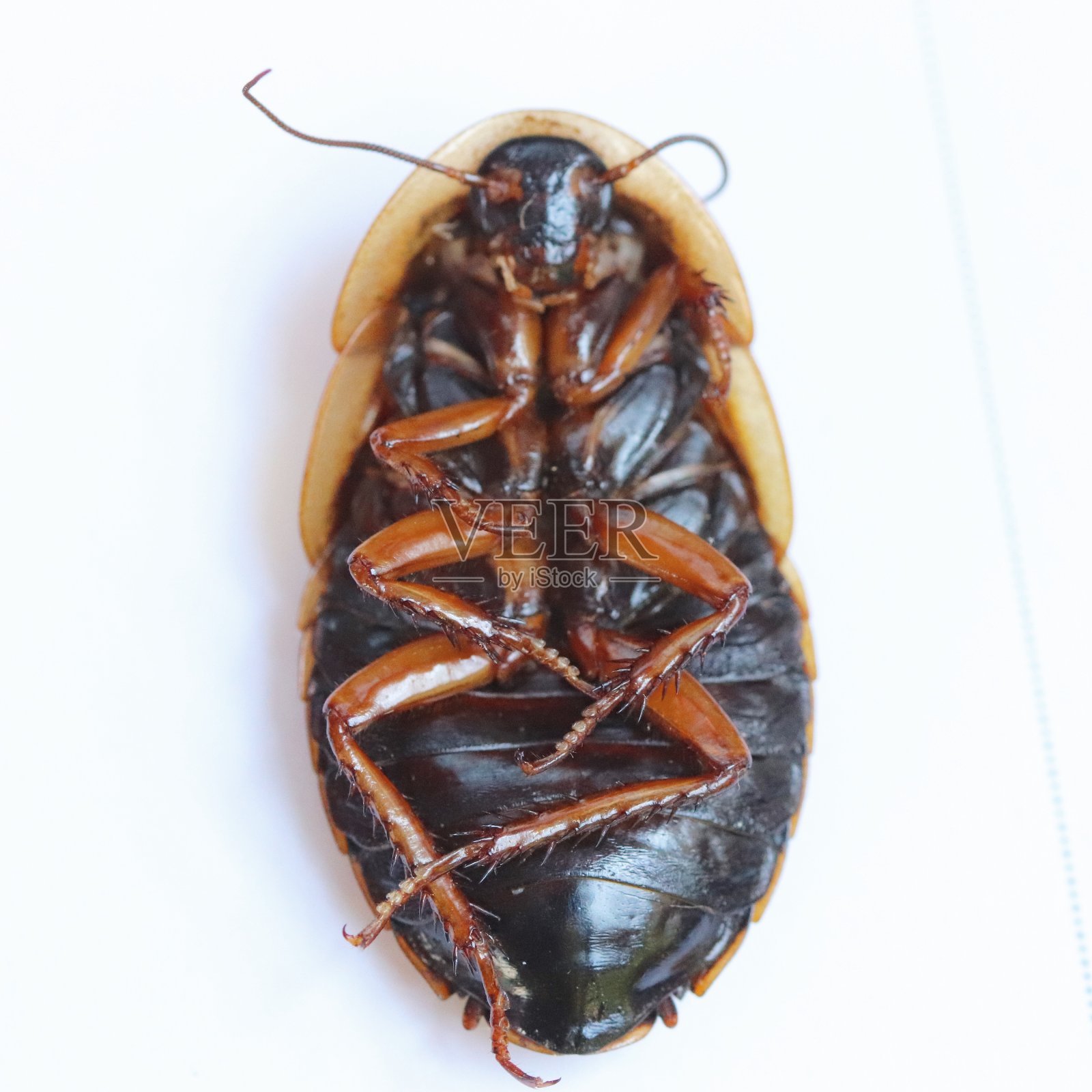 臭虫照片摄影图片