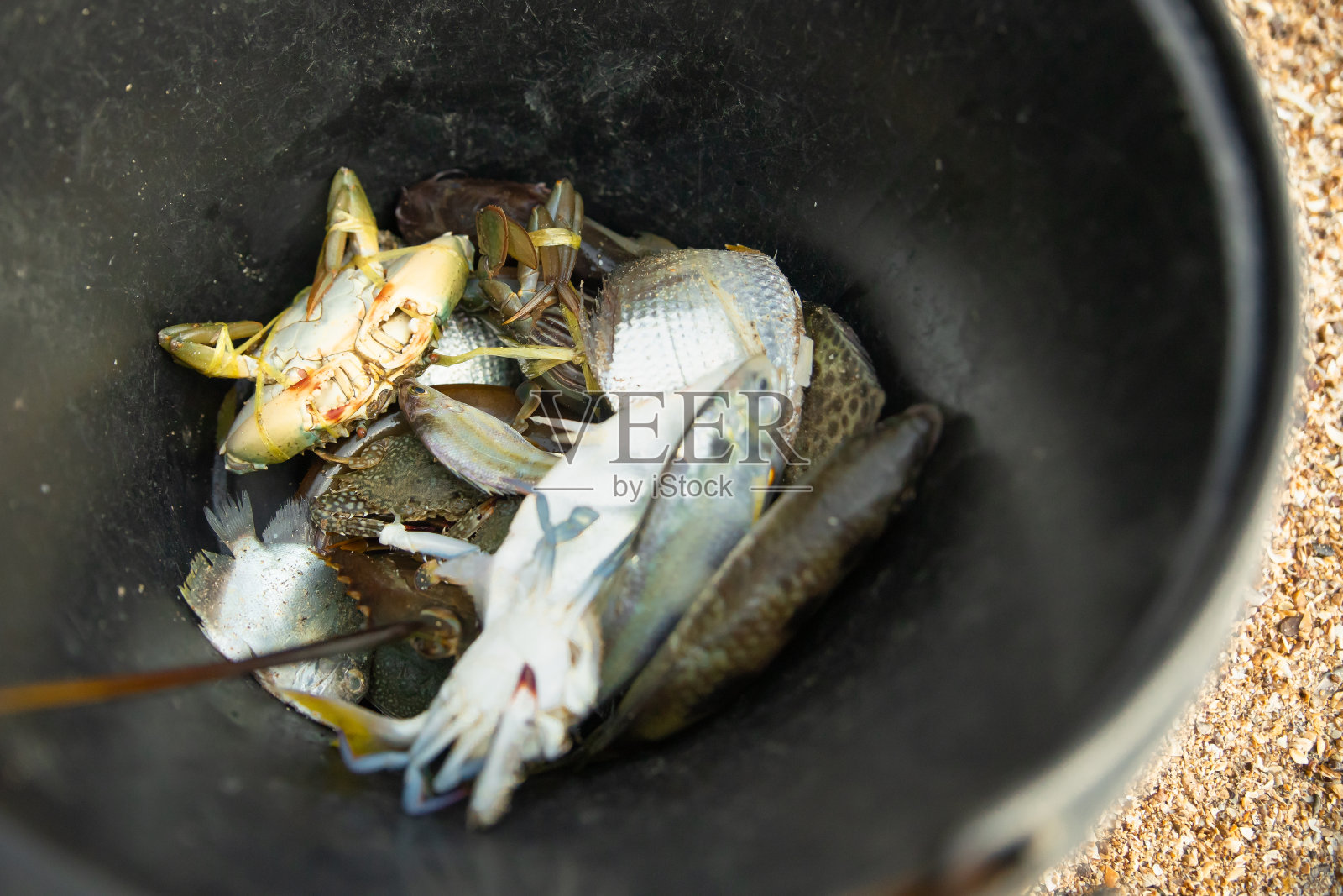 海洋生物照片摄影图片