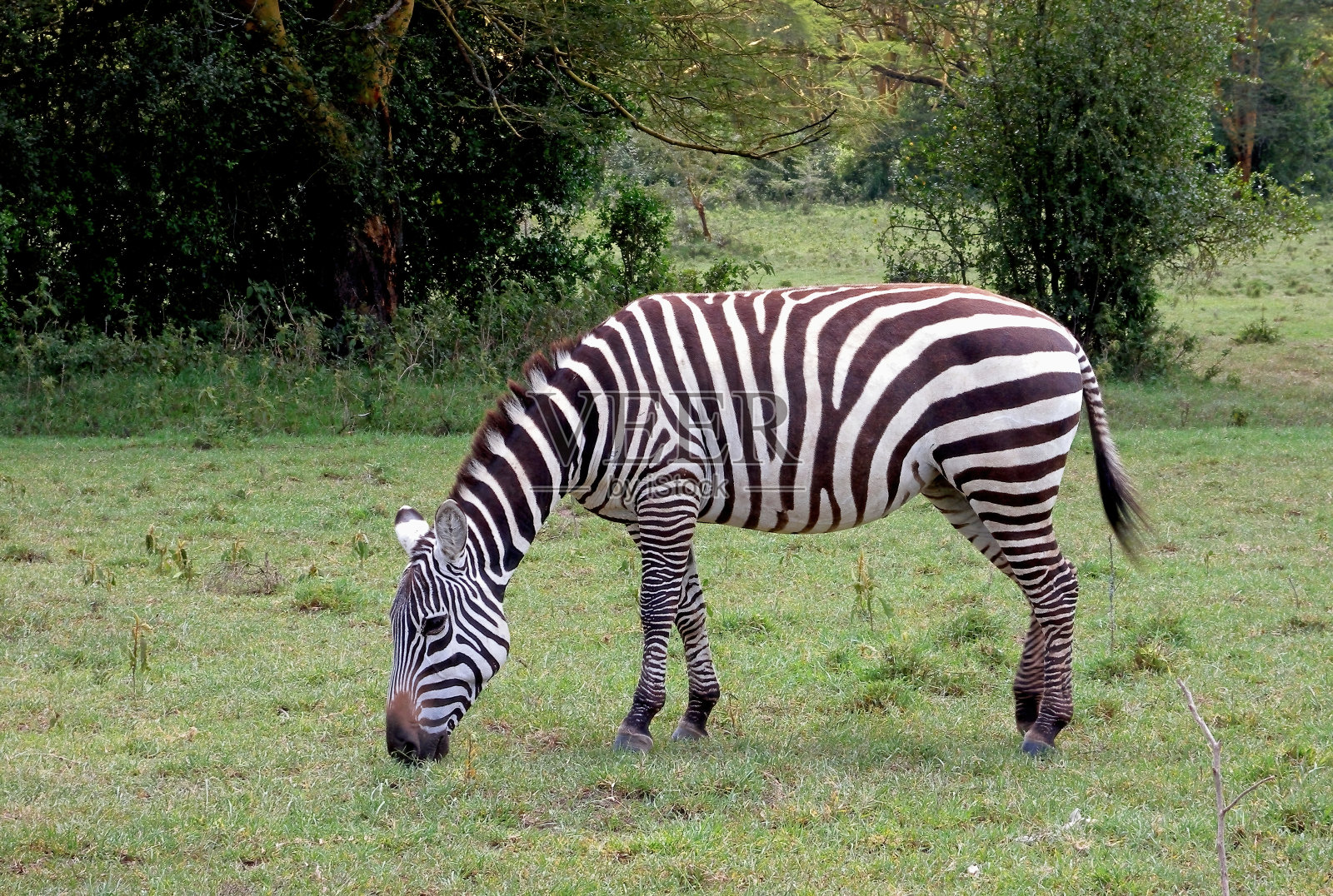 平原斑马照片摄影图片