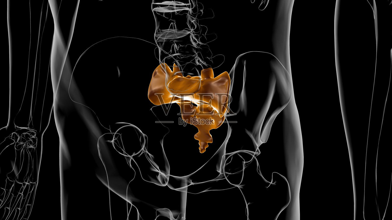 人体骨骼解剖骶骨3D渲染照片摄影图片
