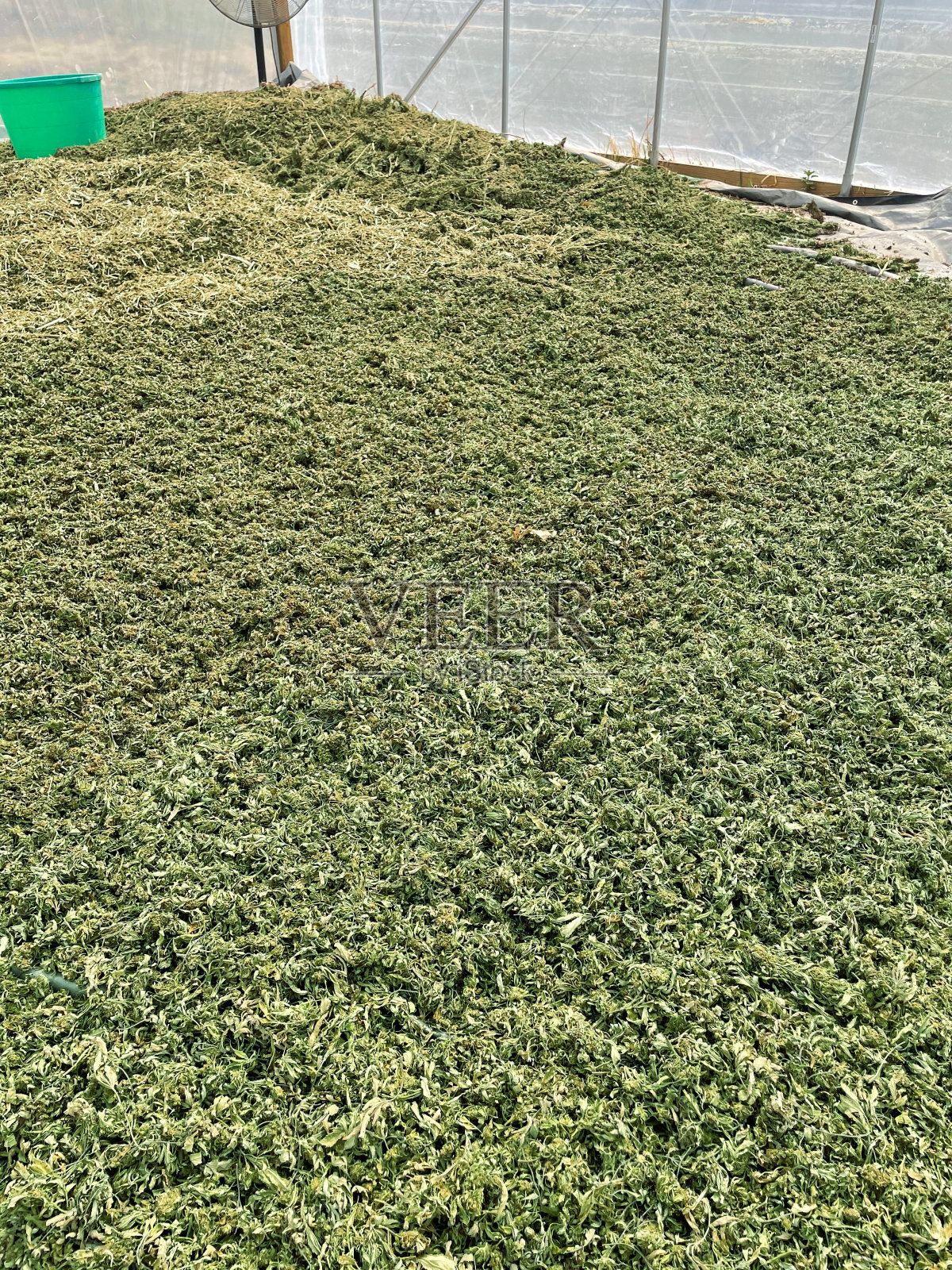 大麻花和叶子在温室干燥照片摄影图片