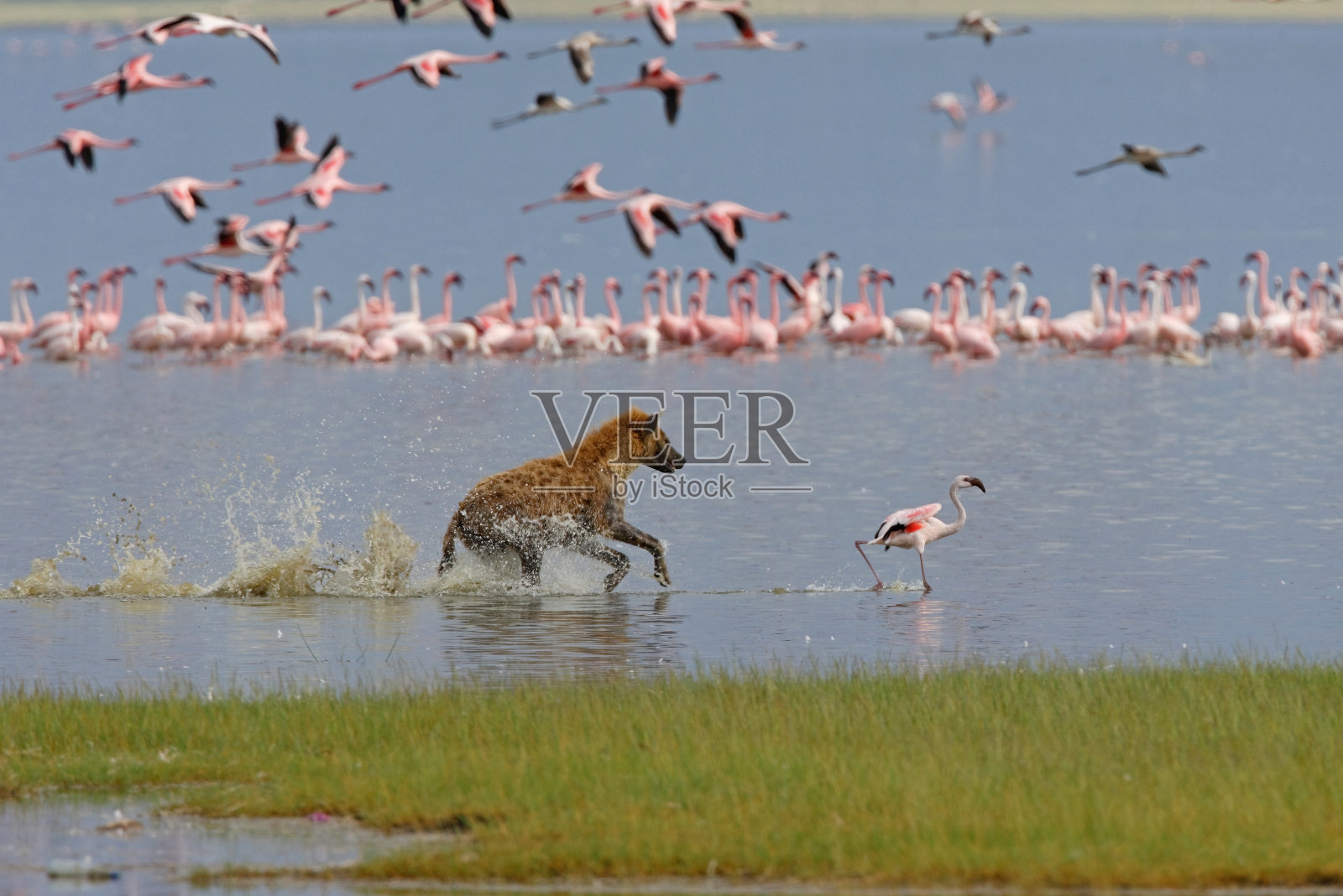 斑点鬣狗和小火烈鸟照片摄影图片