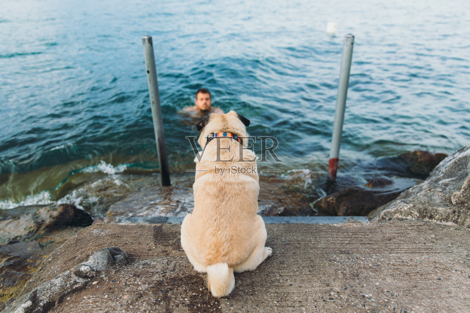 可爱的狗在瑞士日内瓦湖等待着游泳的人照片摄影图片
