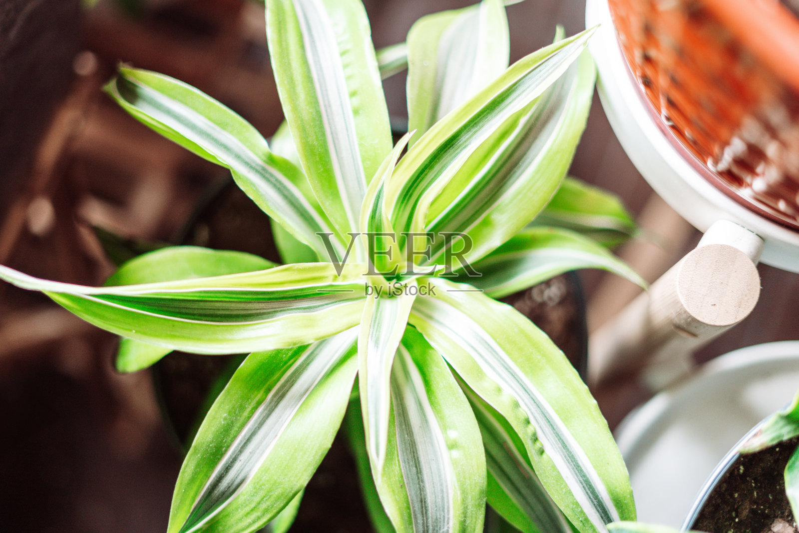 从上到下的玉米室内植物照片摄影图片