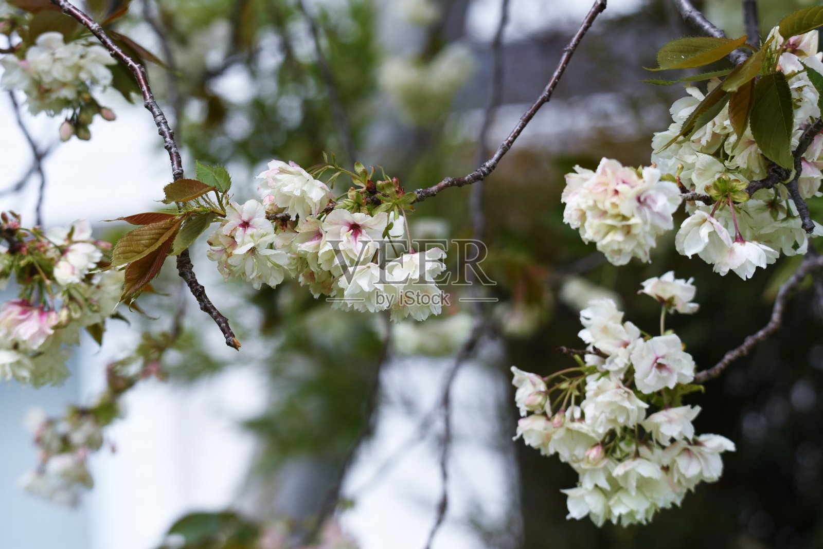李树(日本李)盛开。照片摄影图片