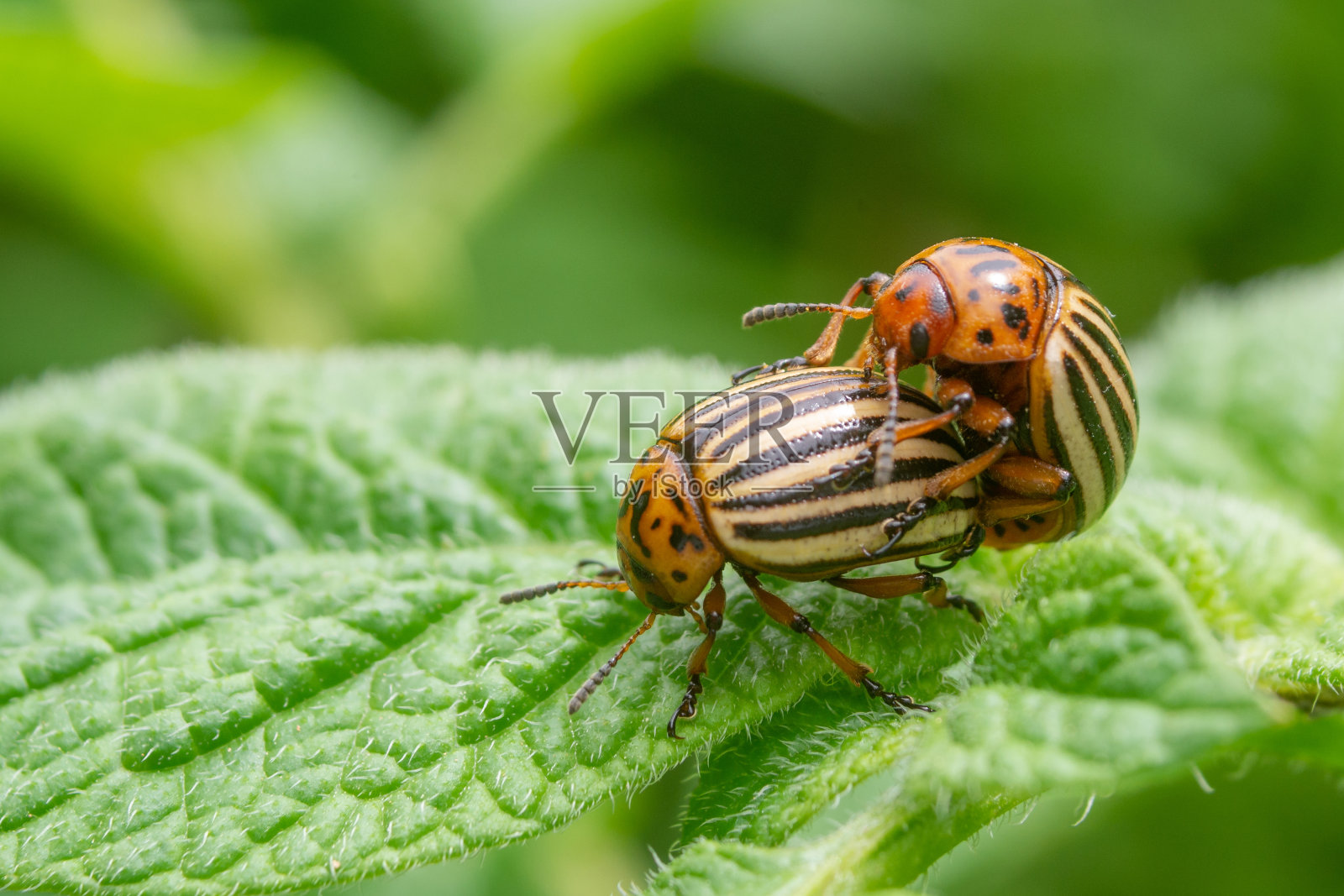 马铃薯寄生虫，在马铃薯叶中繁殖的科罗拉多马铃薯甲虫。科罗拉多甲虫。马铃薯叶子上的科罗拉多甲虫。照片摄影图片