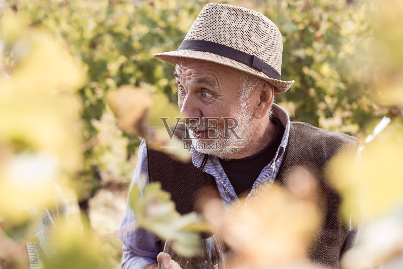 葡萄园里的资深人士照片摄影图片