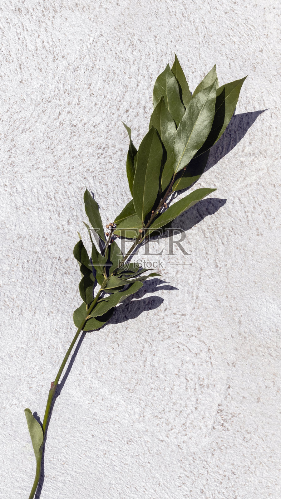 绿色新鲜的月桂叶的小枝孤立在天然的白色石头背景上。月桂叶-芳香调味品和天然厨房香料。垂直,硬阴影照片摄影图片
