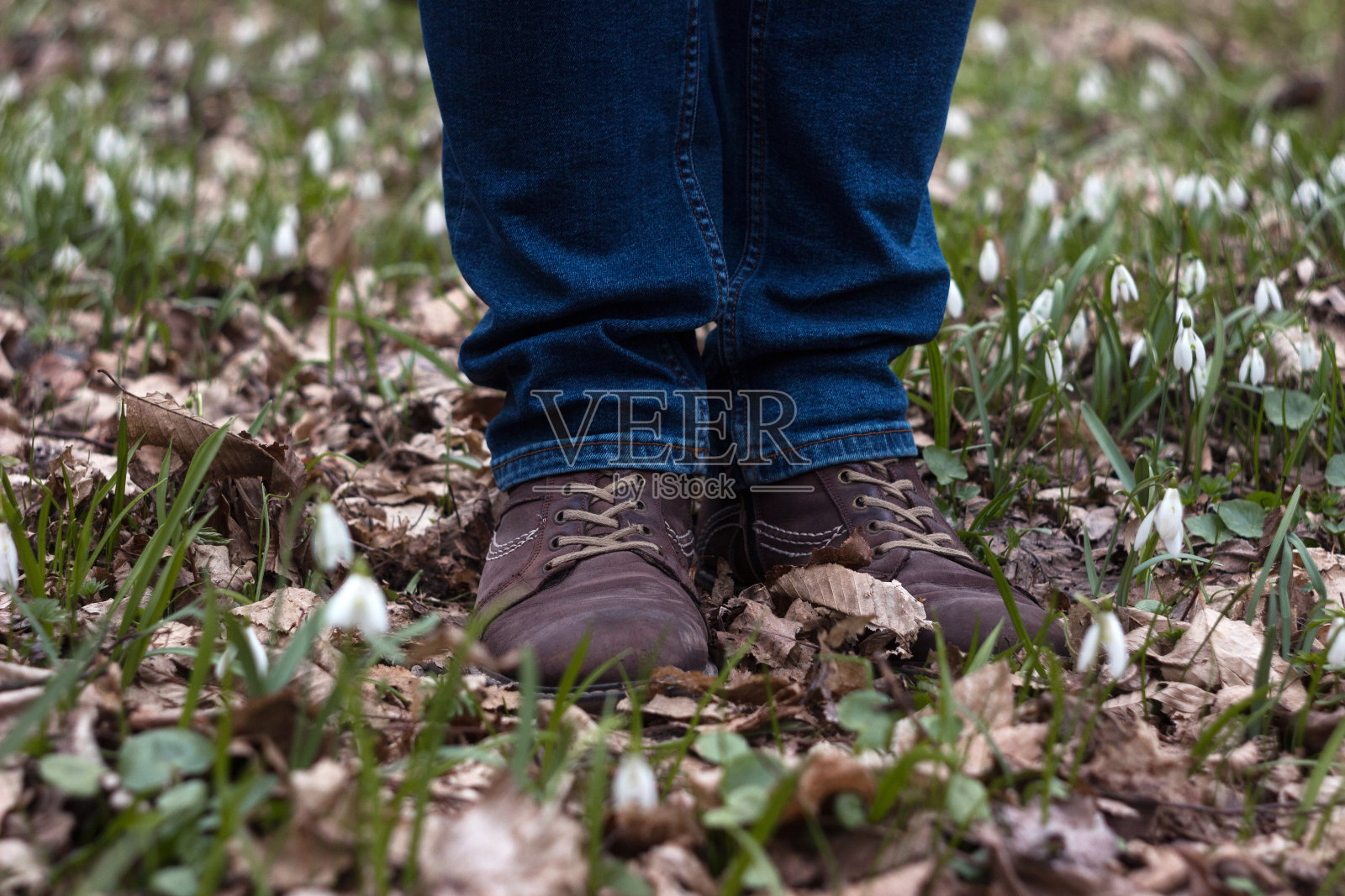 一个穿着皮鞋和牛仔裤的成年男子站在长满白色雪花莲的草坪上。人类在森林中绽放出春天的第一束鲜花照片摄影图片