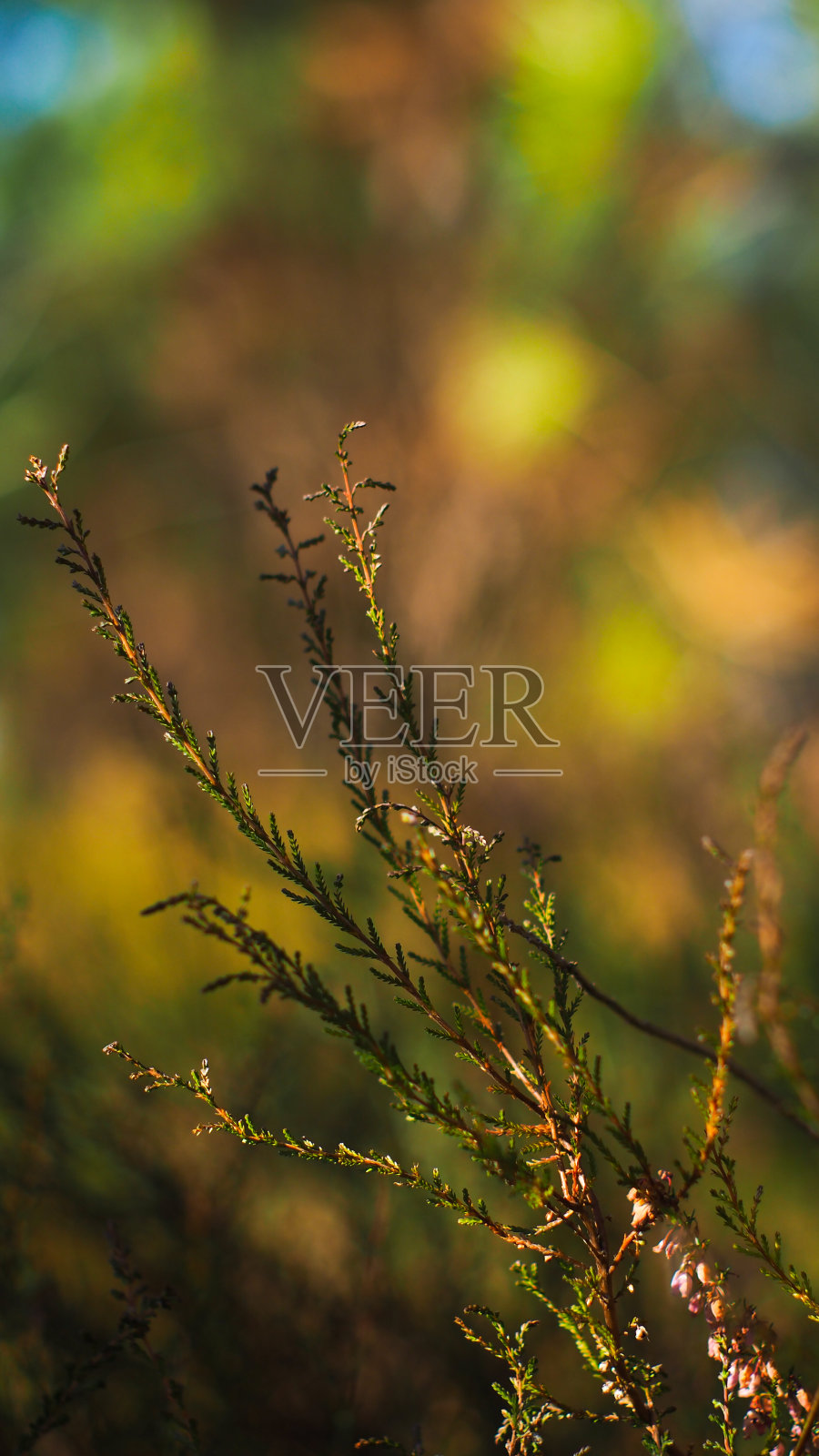 秋天的蕨类植物照片摄影图片