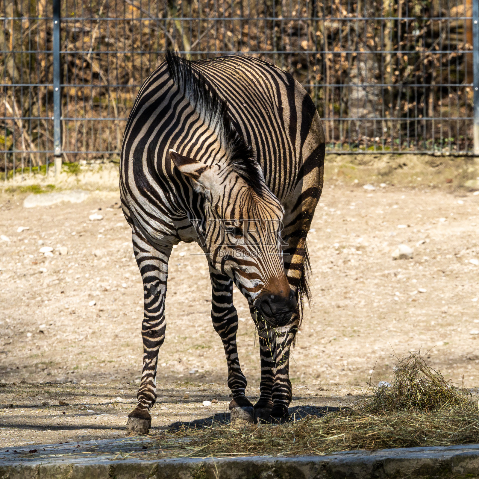 哈特曼的山地斑马，马科斑马哈特曼。一个濒临灭绝的斑马照片摄影图片
