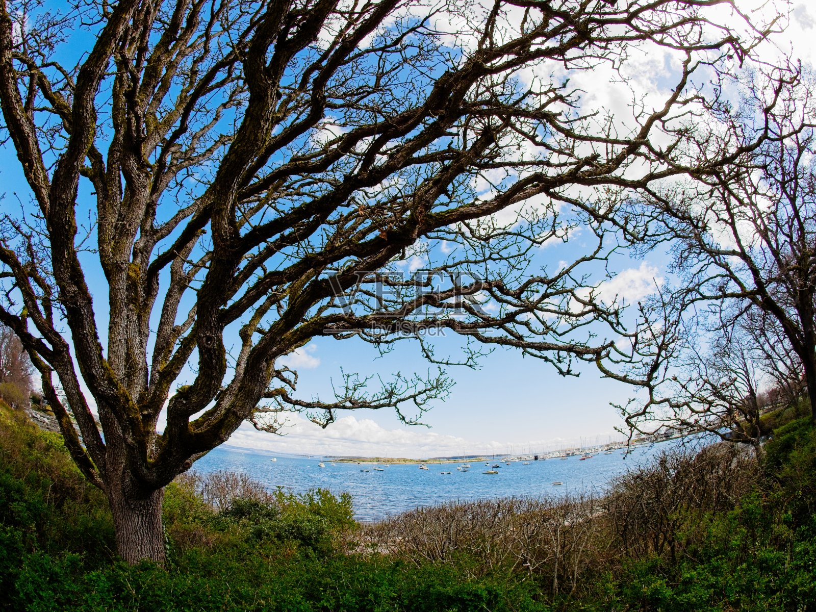 沿走道的树木照片摄影图片