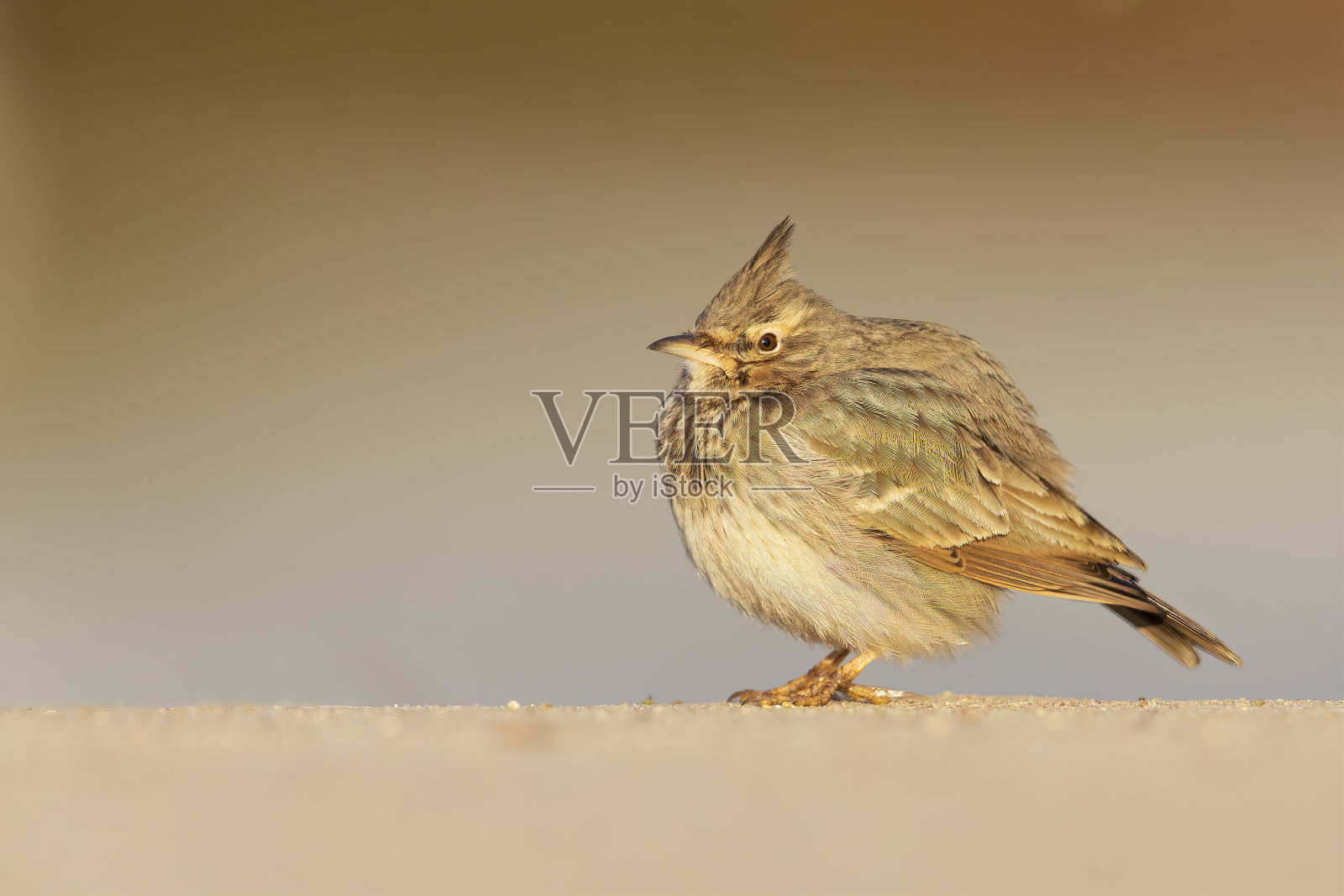 晨曦中在冰冻的草地上觅食的云雀。照片摄影图片