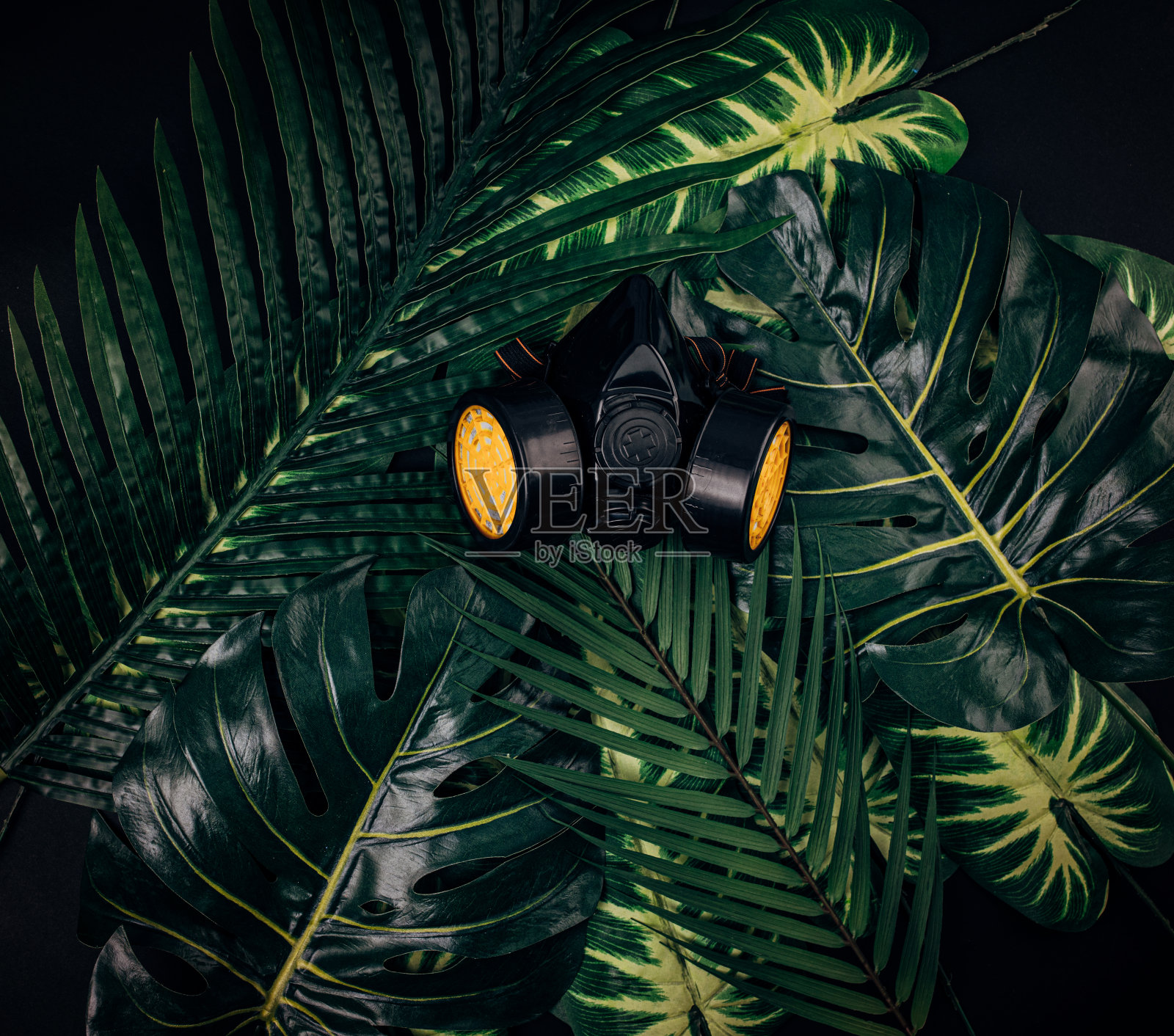 污染面膜覆盖外来植物的叶子照片摄影图片