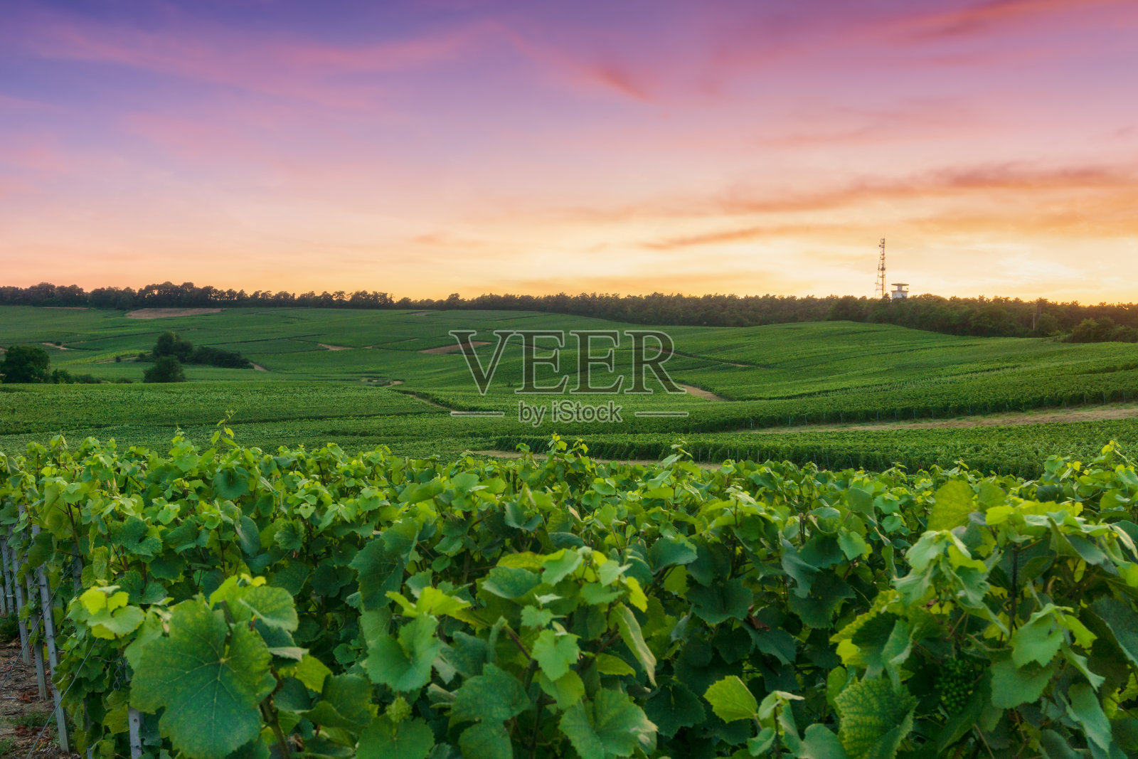 列葡萄藤葡萄在香槟葡萄园的蒙特尼德兰斯照片摄影图片