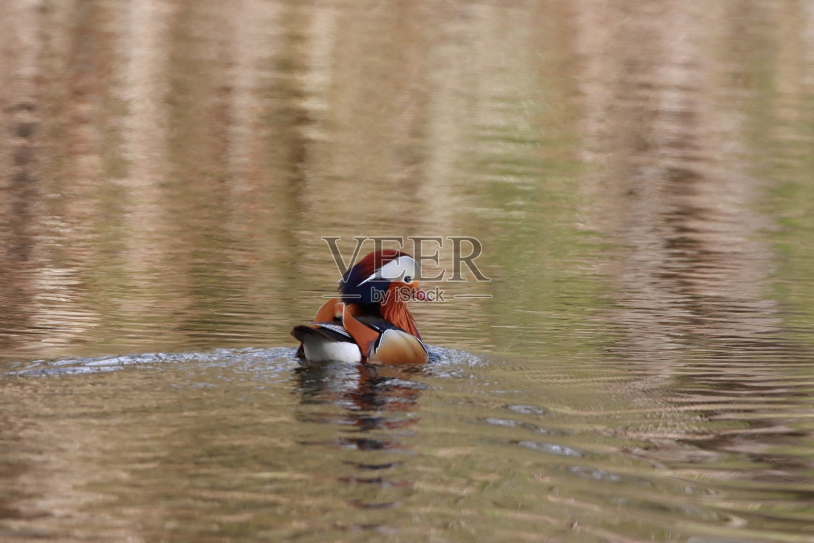 湖中的鸭子照片摄影图片
