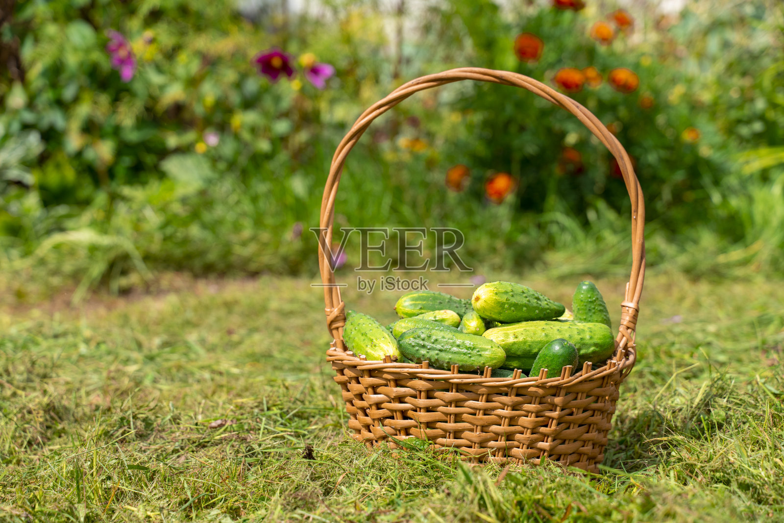 草地上放有有机黄瓜的篮子照片摄影图片