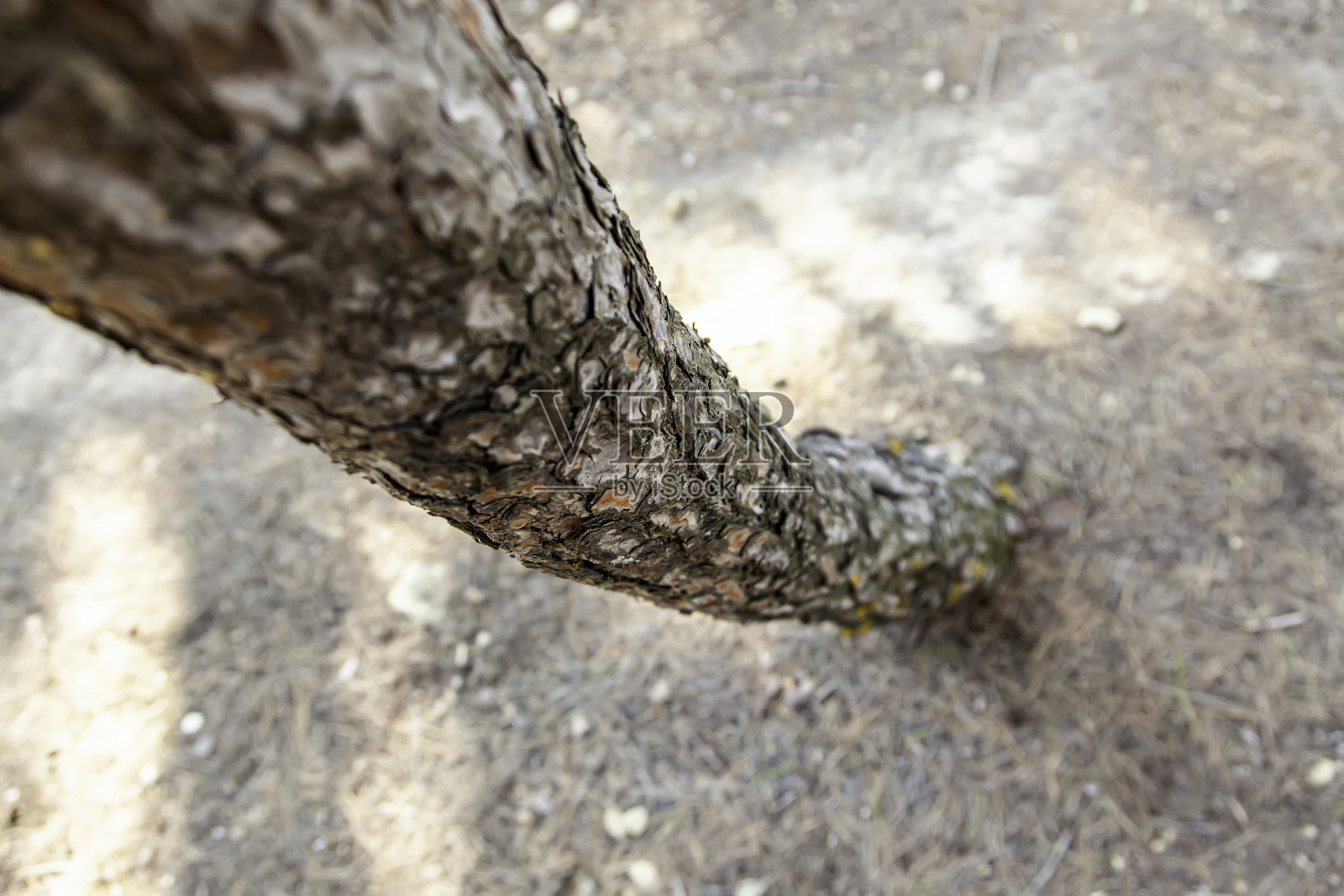 森林中有树皮的树照片摄影图片