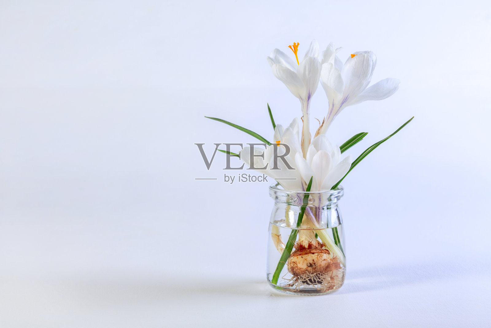 盛开的白色磨粉。照片摄影图片