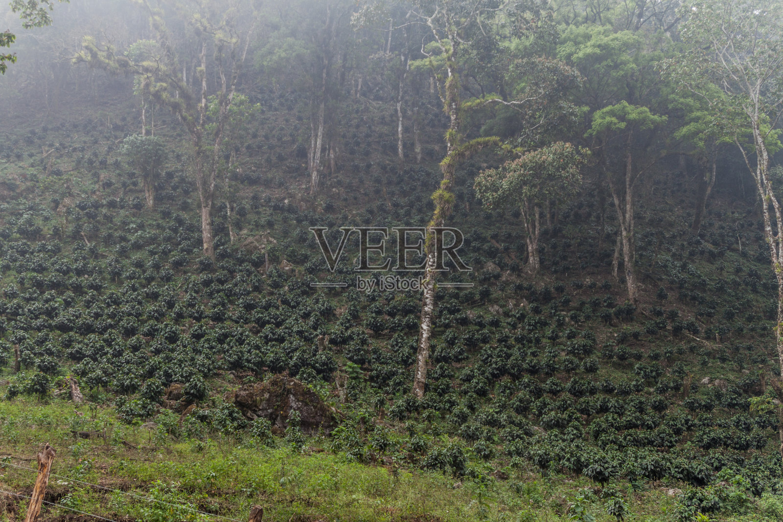 洪都拉斯约约阿湖附近的咖啡种植园照片摄影图片