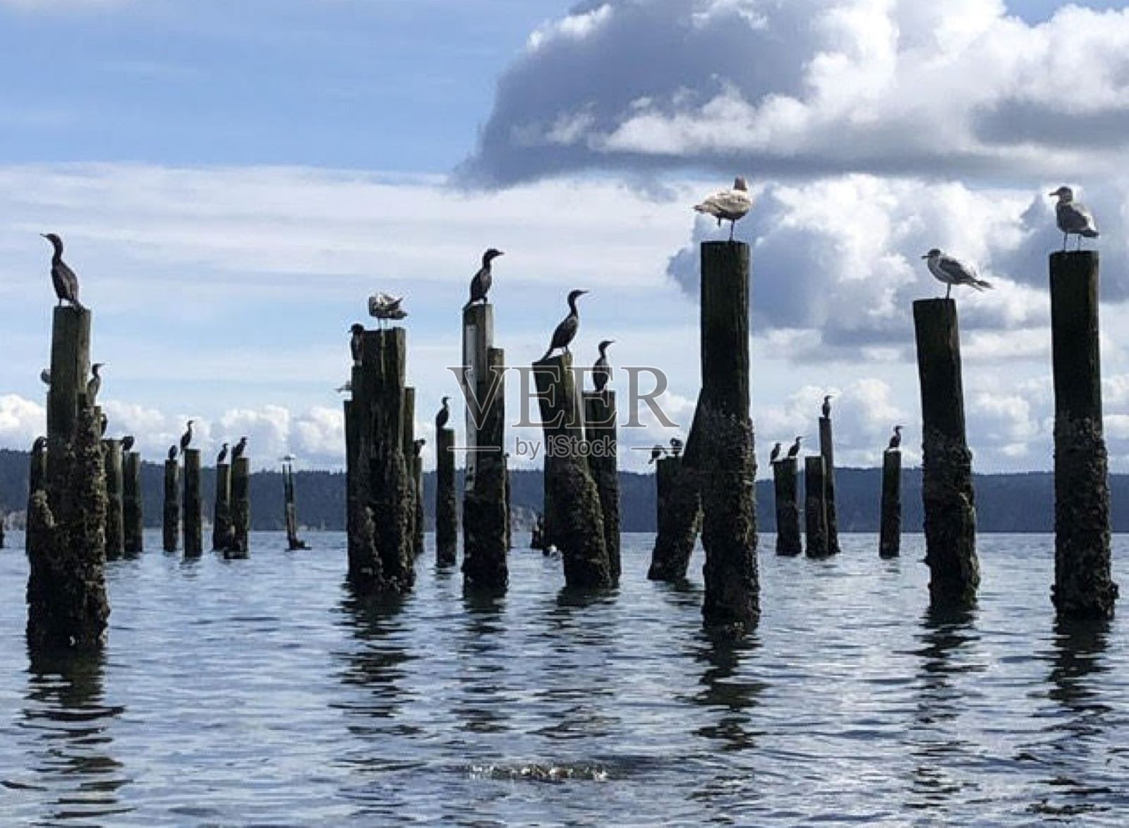 海鸟照片摄影图片