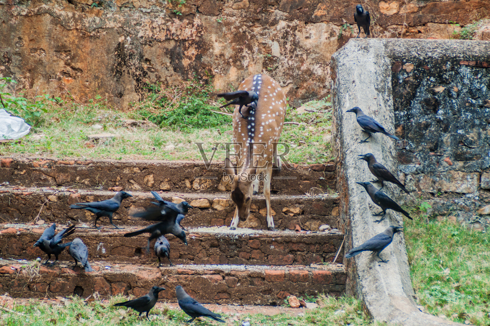 斯里兰卡亭可马里弗雷德里克堡的奇特尔和乌鸦照片摄影图片