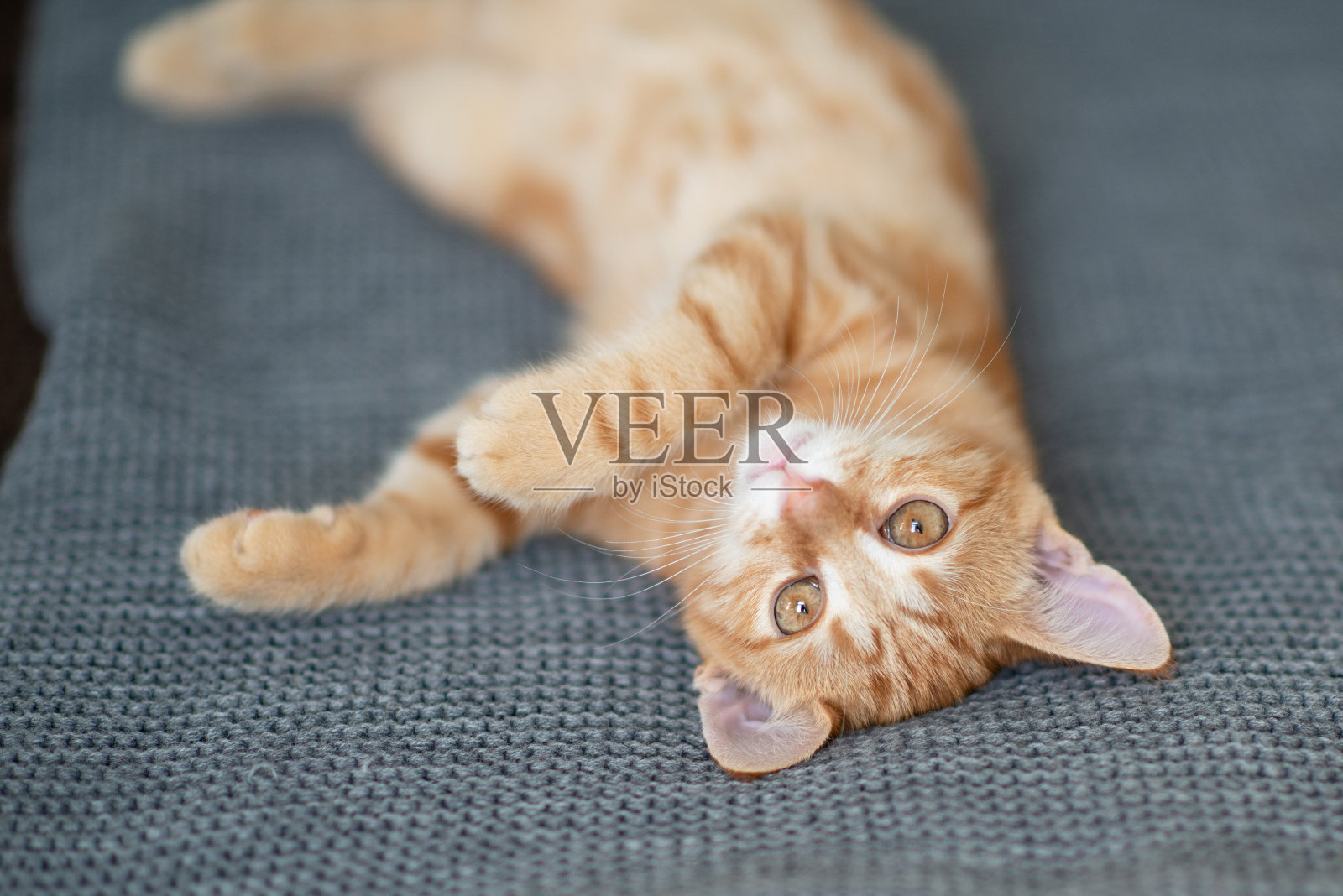 经典大理石图案的可爱小红猫躺在沙发上。可爱的小宠物。可爱的孩子的动物照片摄影图片