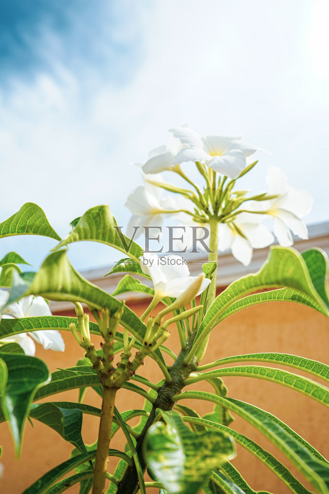 新娘用白色的花捧花照片摄影图片