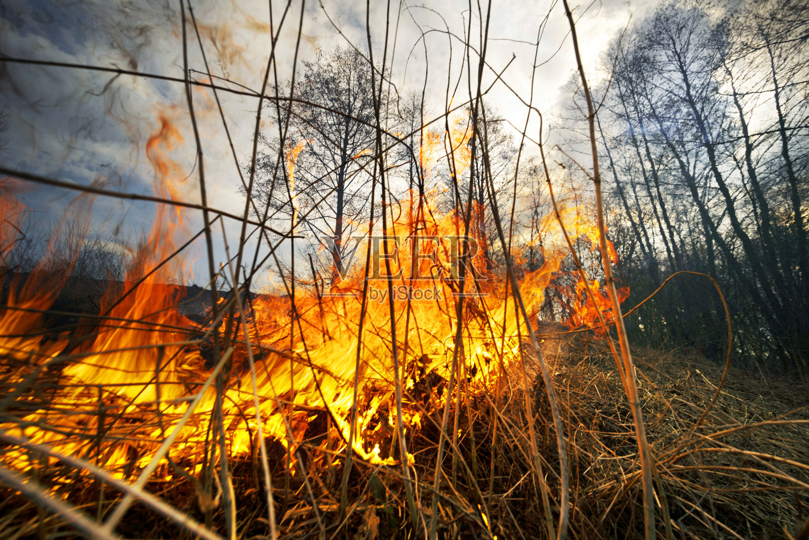 火烧毁了草和森林照片摄影图片