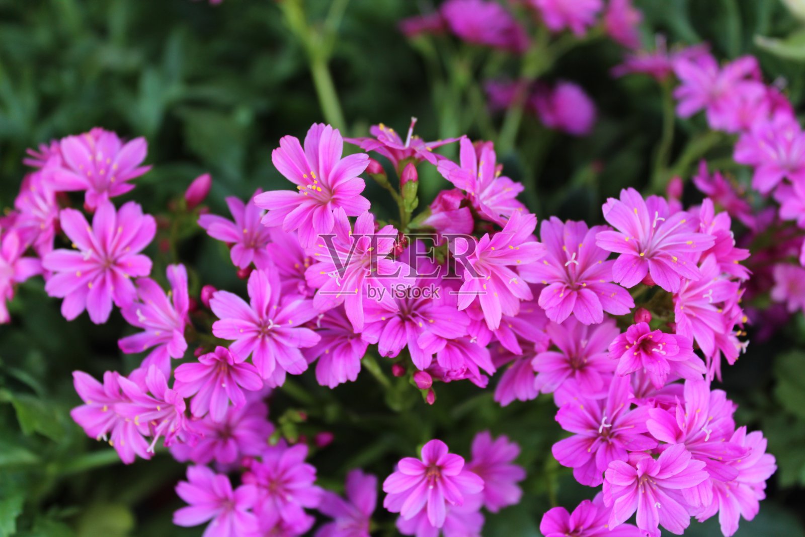 花园里的刘易斯子叶照片摄影图片