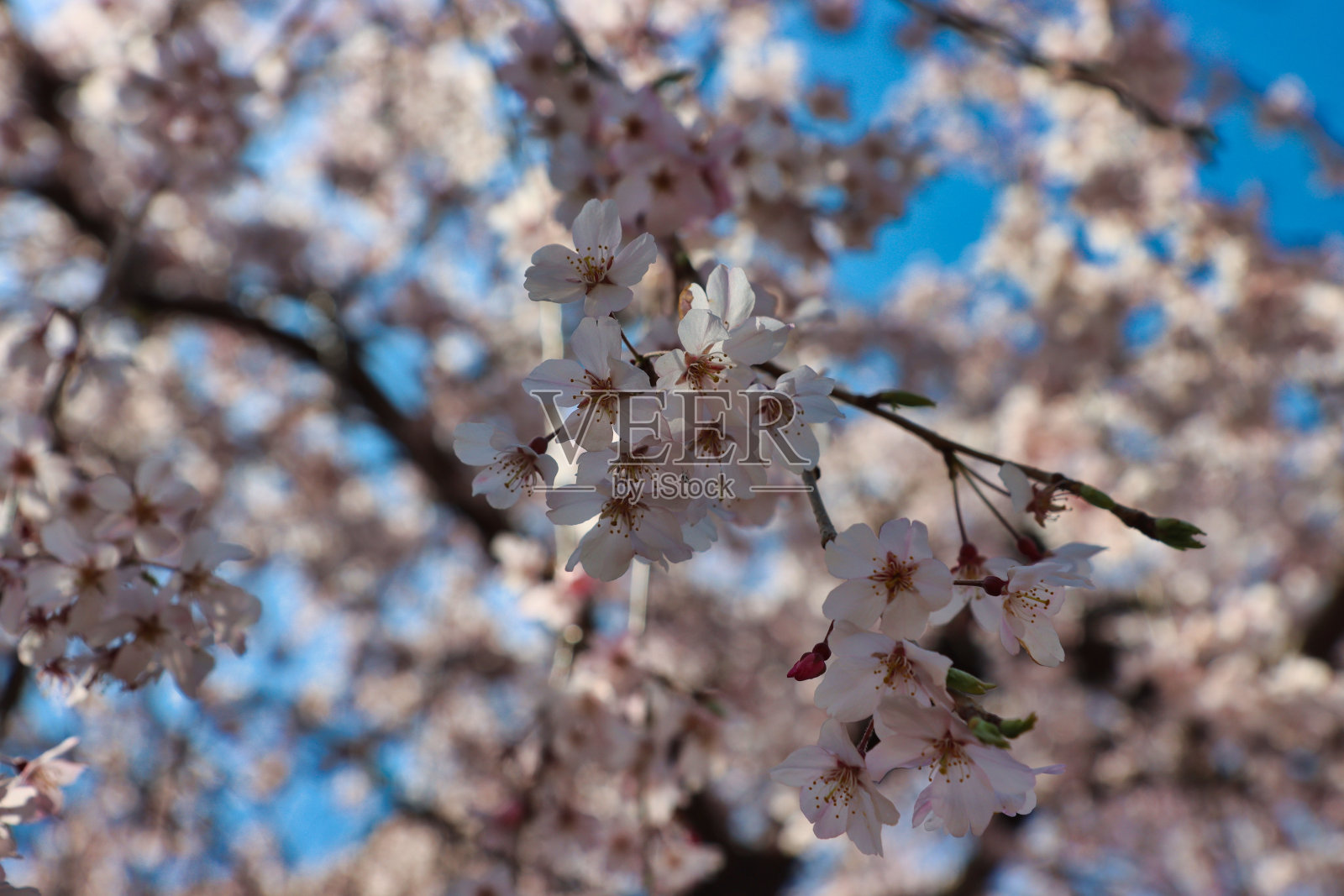 亚洲韩国釜山海云台的樱花盛开照片摄影图片