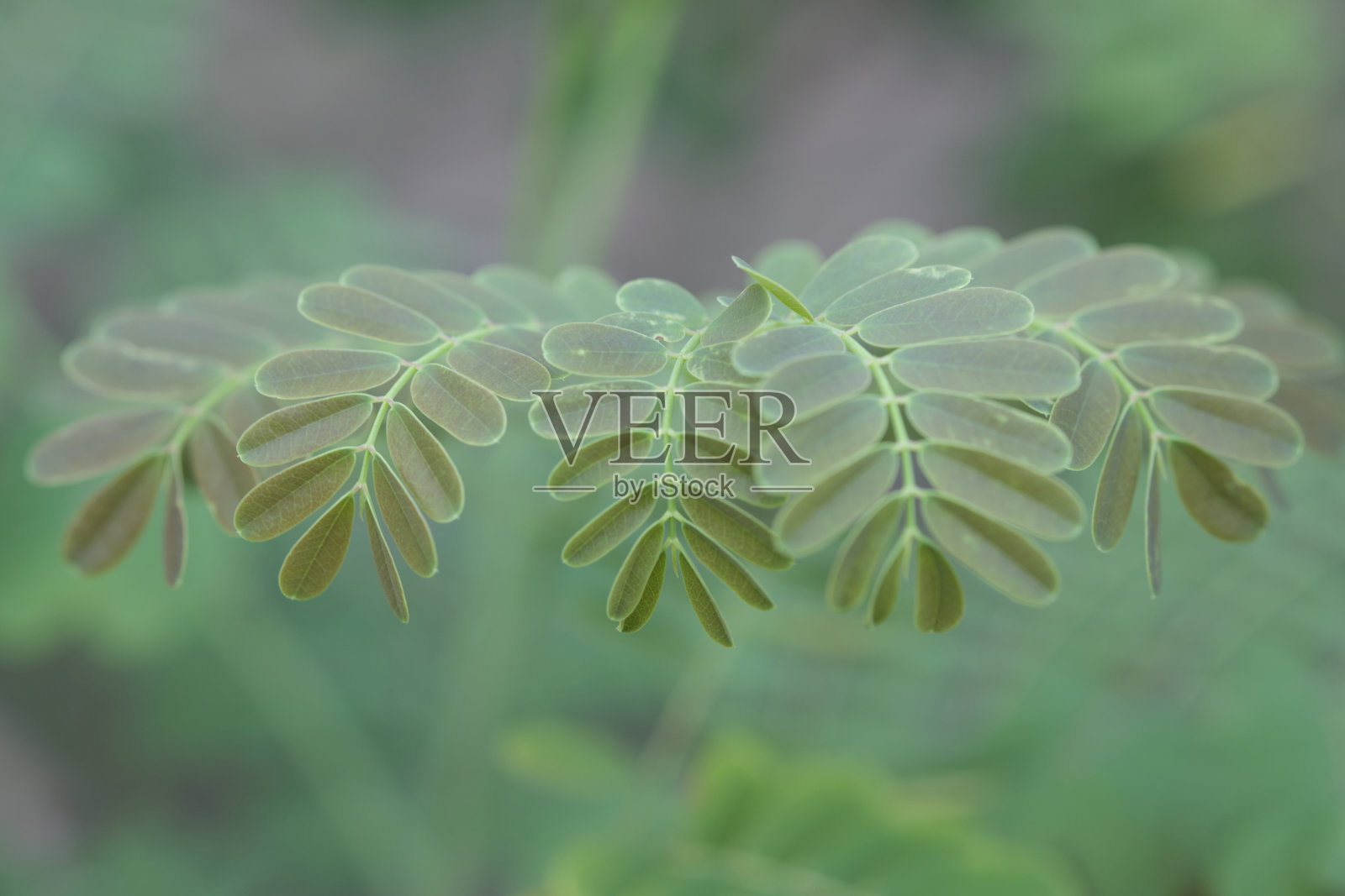 婴儿蕨类植物照片摄影图片