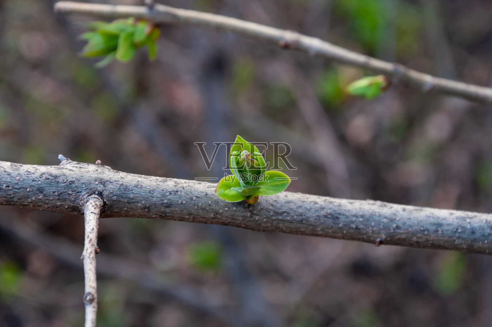 春天阳光明媚的日子，树枝上的嫩绿叶子。景深浅。抽象的春天的背景。照片摄影图片