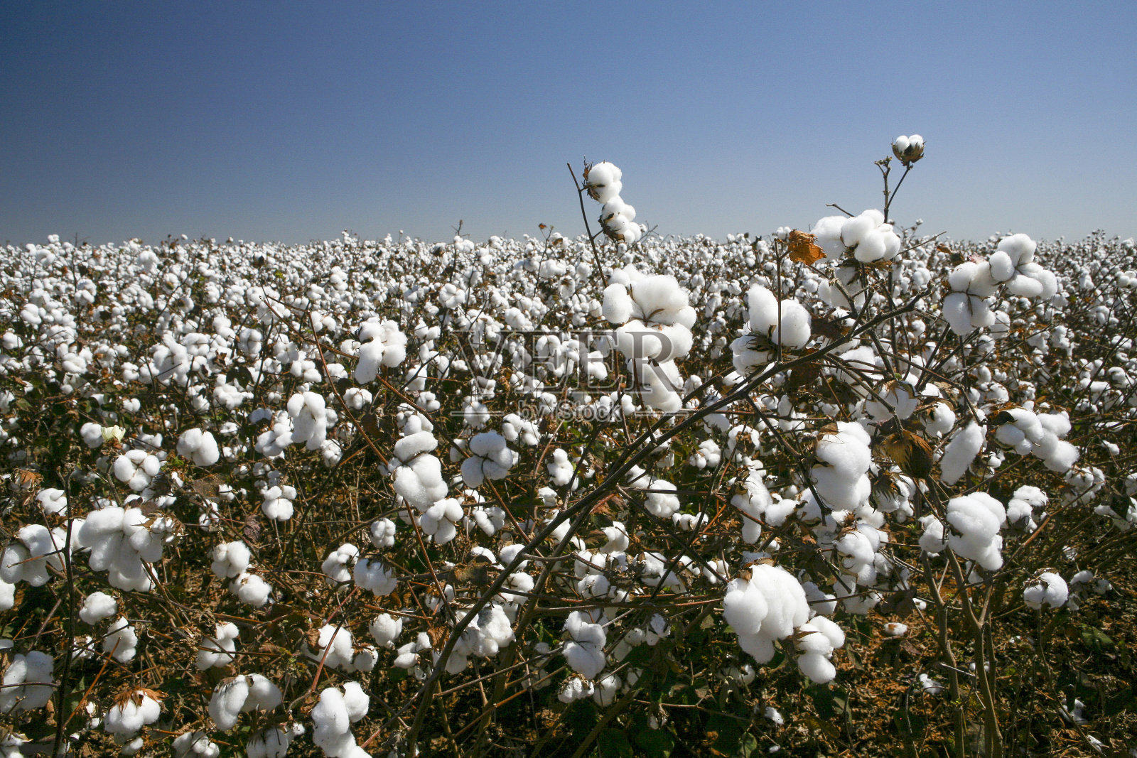 棉花田准备收割了照片摄影图片