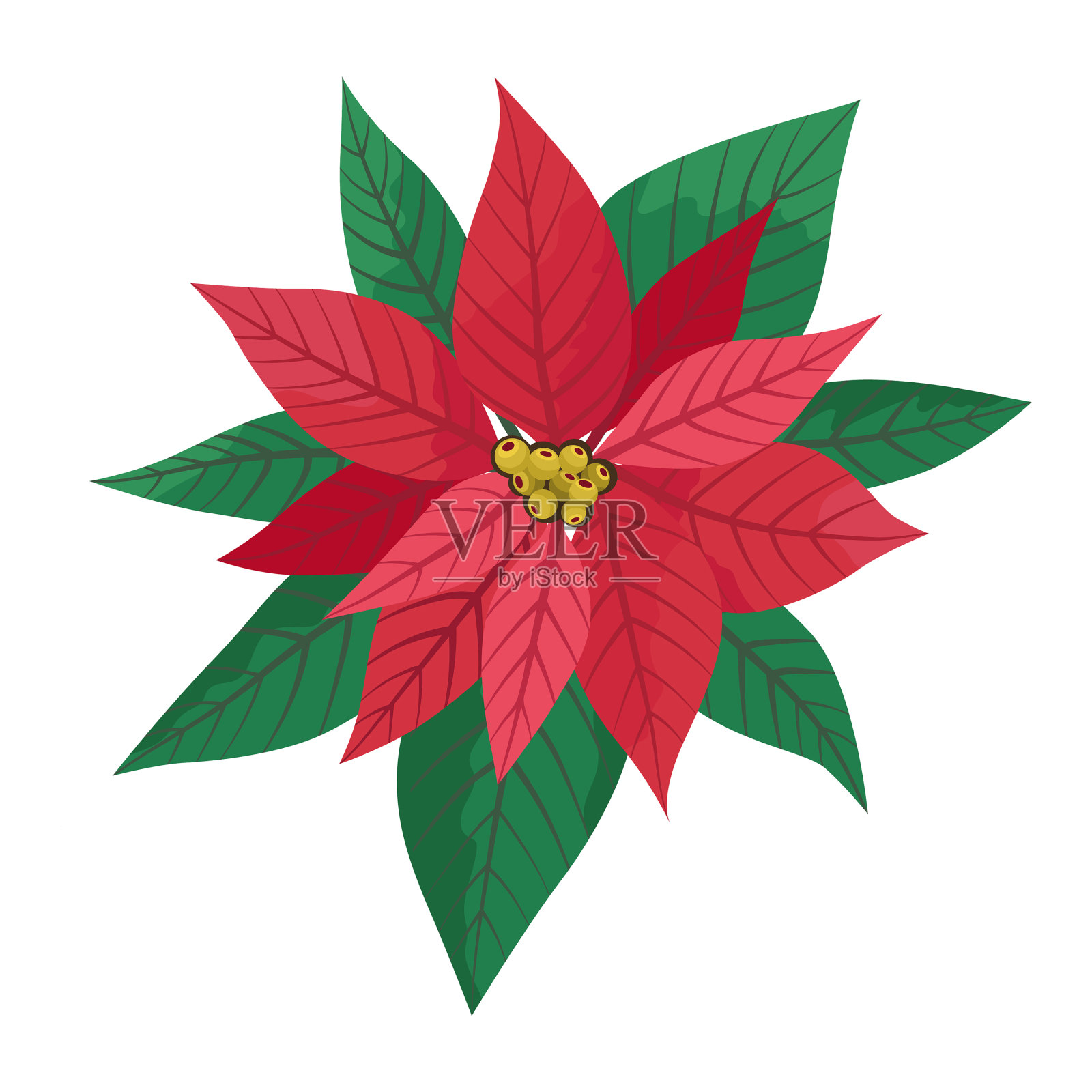 一品红绽放圣诞之星设计元素图片