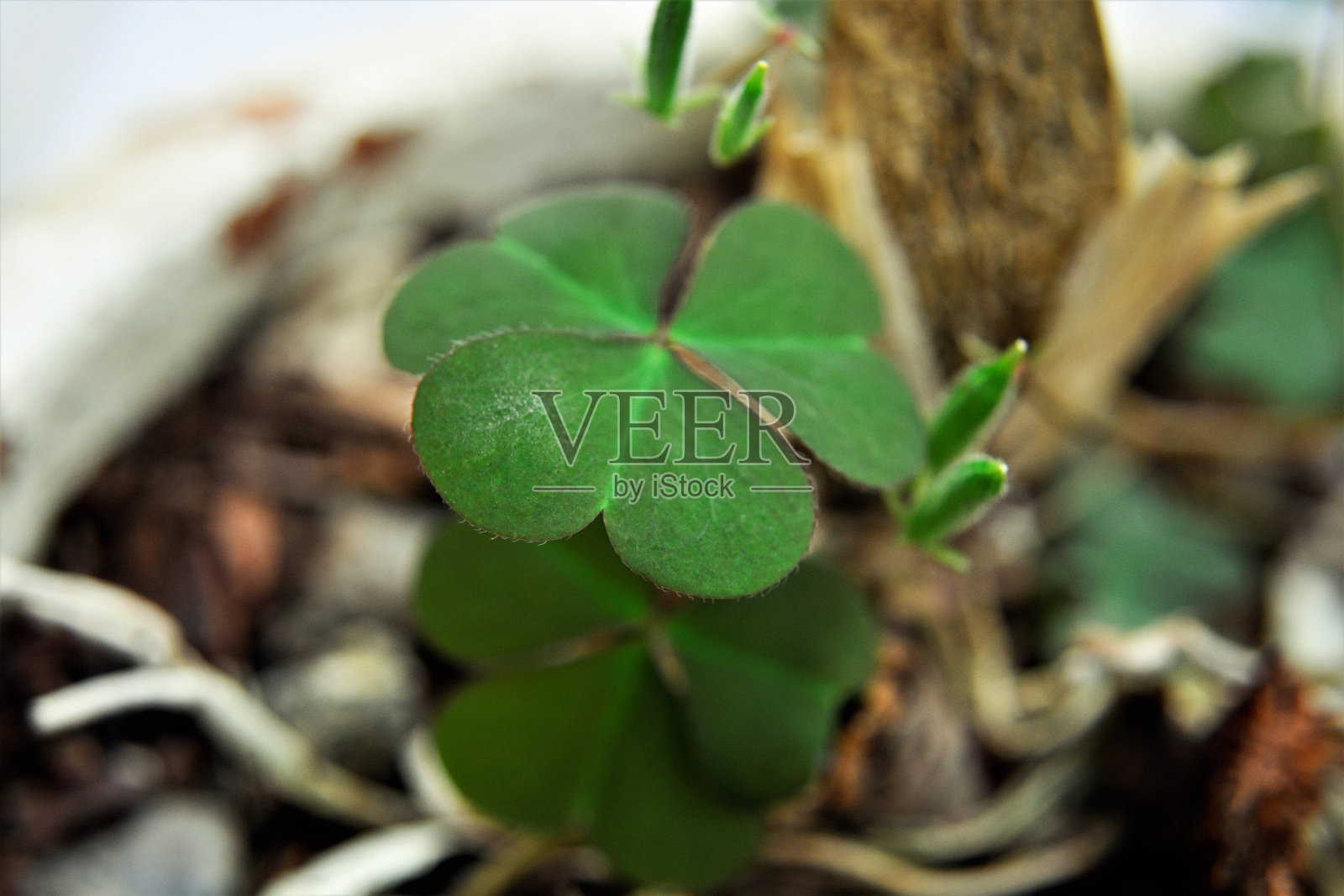 花瓶内的叶子和酢浆草种子照片摄影图片