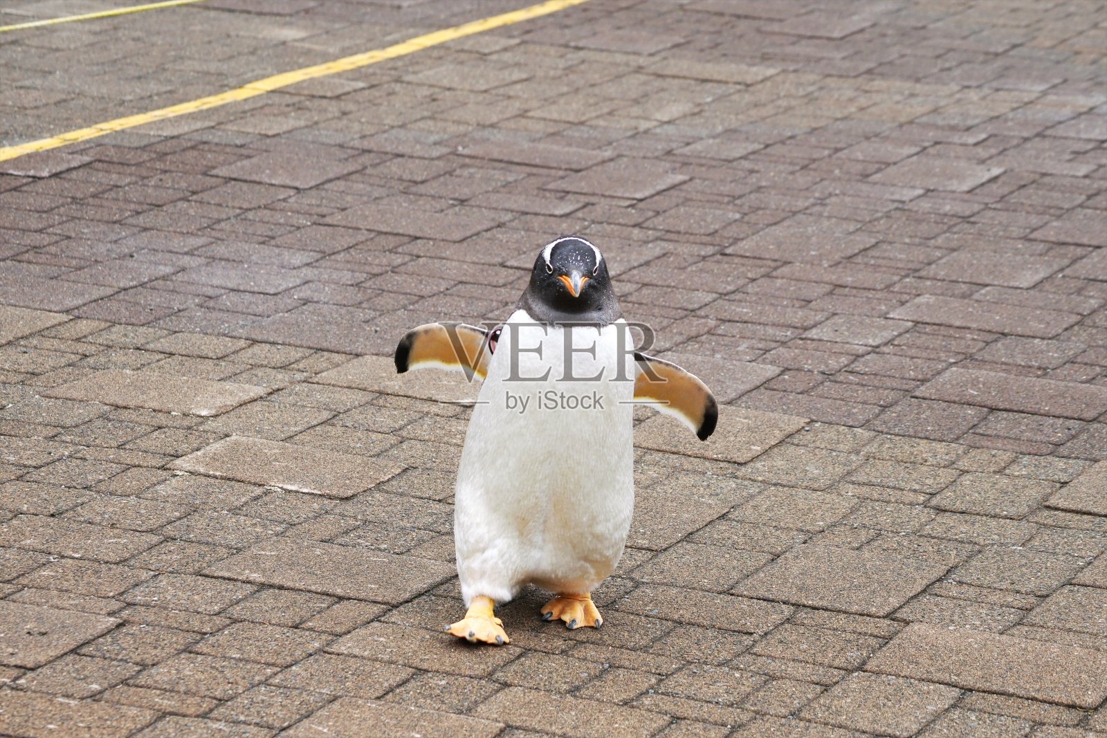 企鹅走照片摄影图片