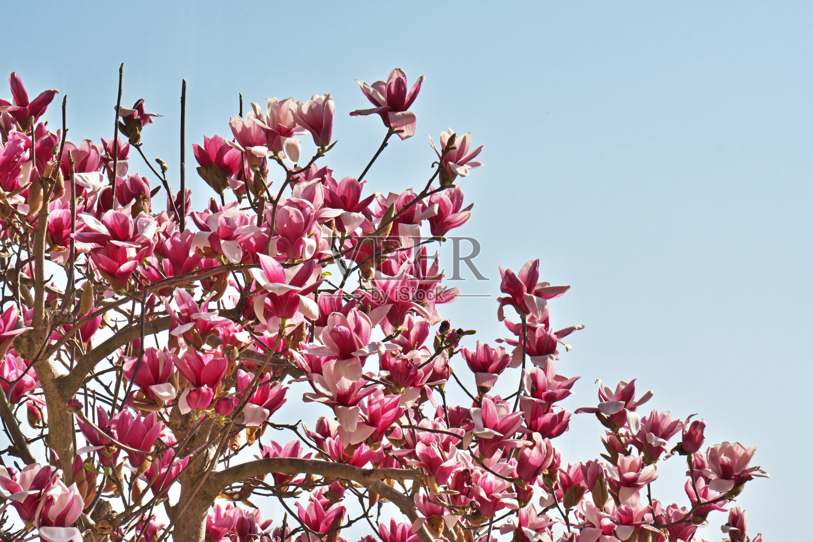玉兰花照片摄影图片