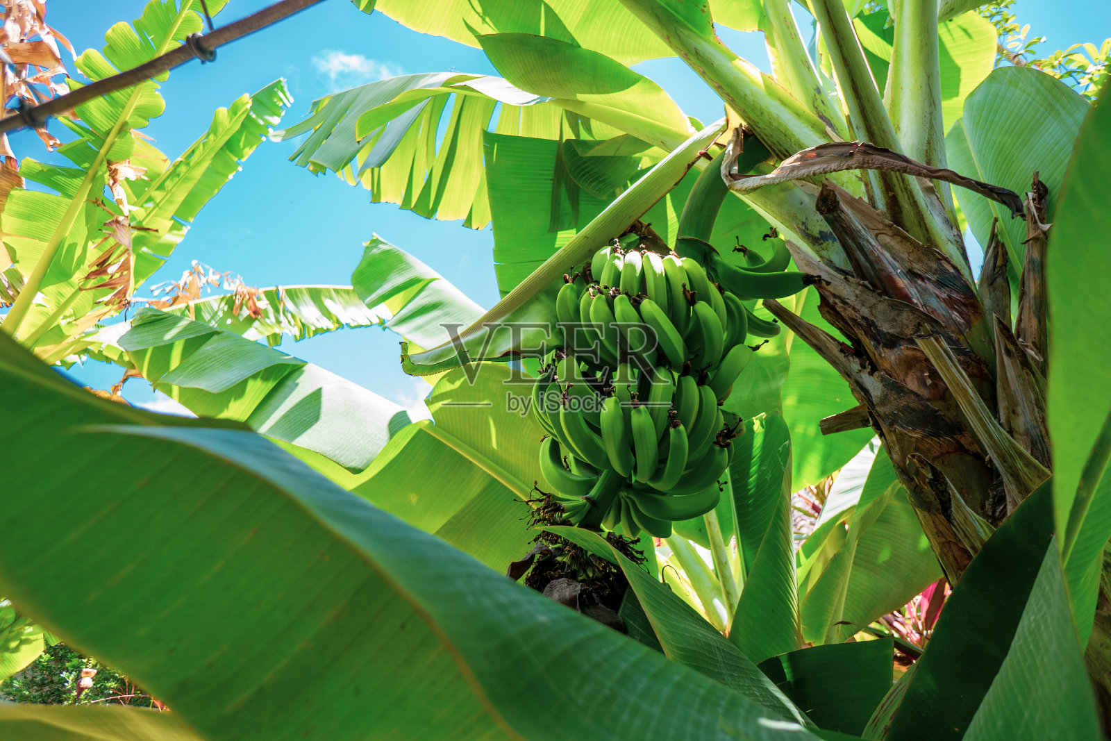 热带种植园中的香蕉束照片摄影图片