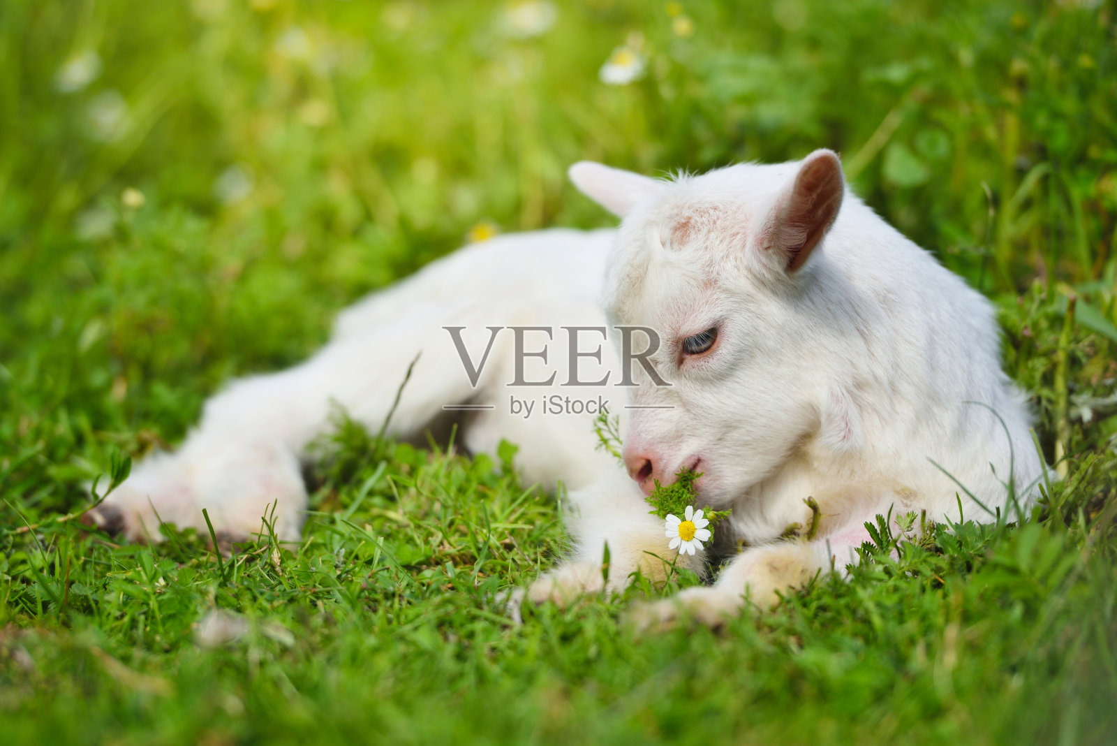 在一个阳光明媚的日子里，一只白色的小山羊在长满雏菊花的绿草地上休息照片摄影图片